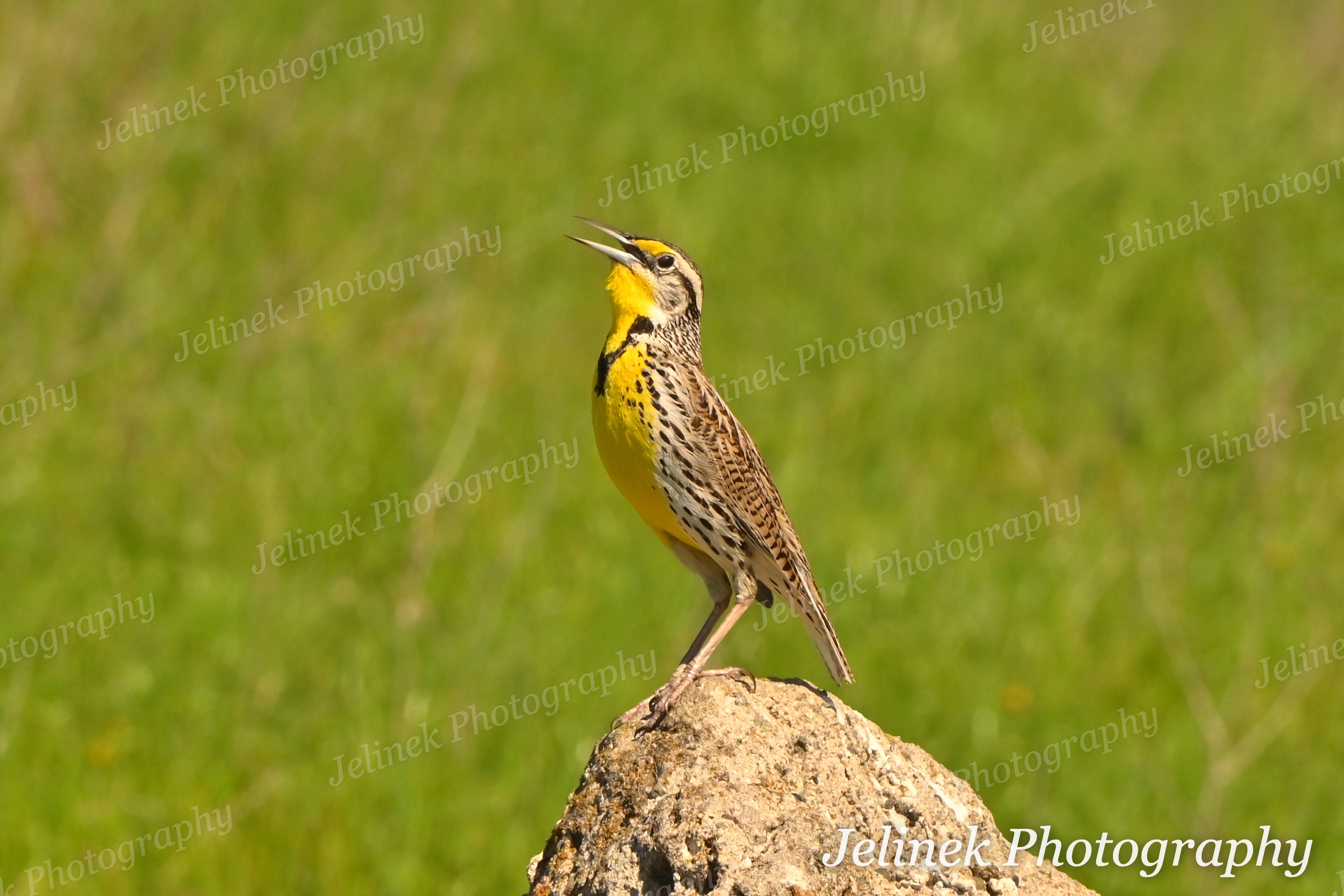 Western Meadowlark #2