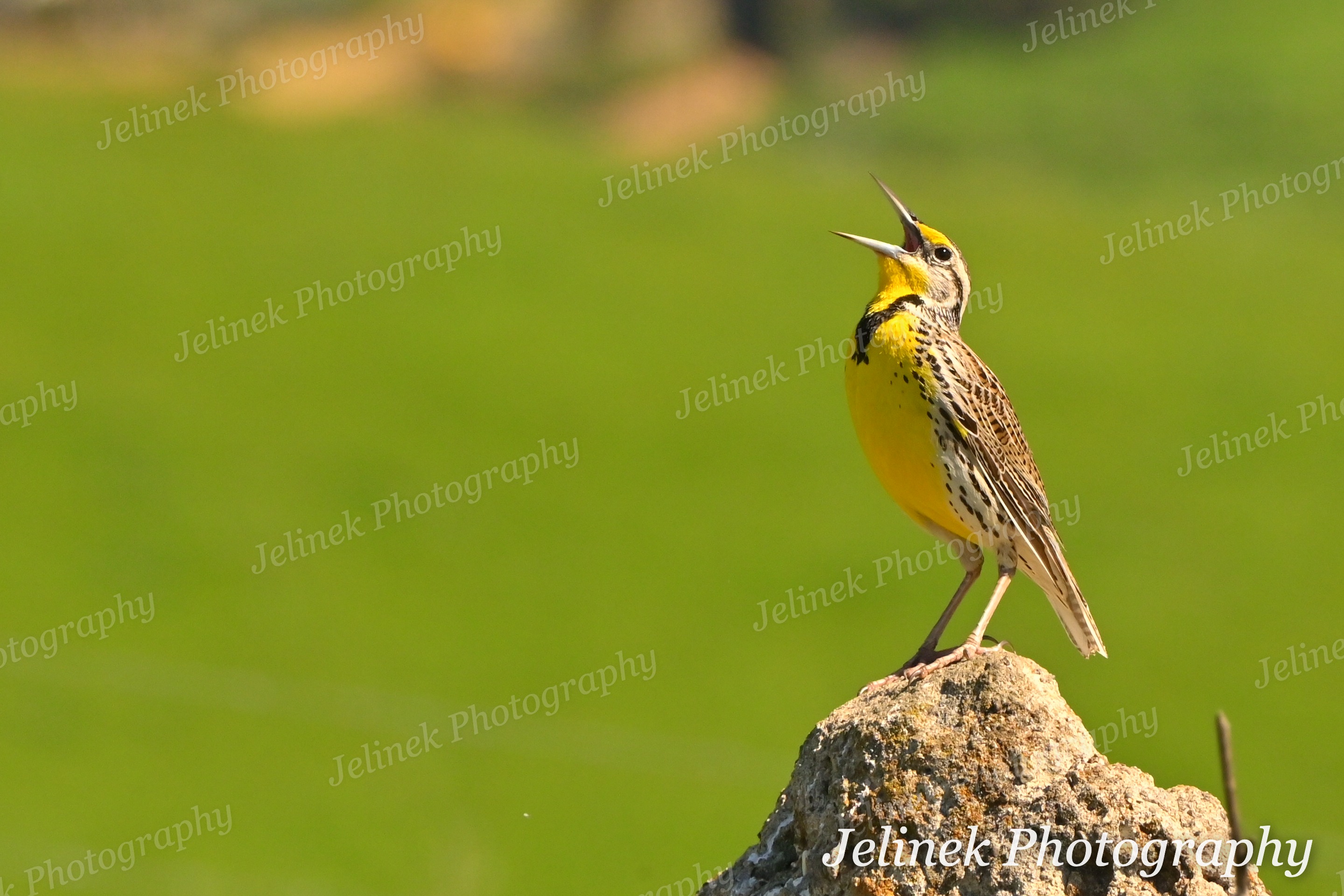 Western Meadowlark