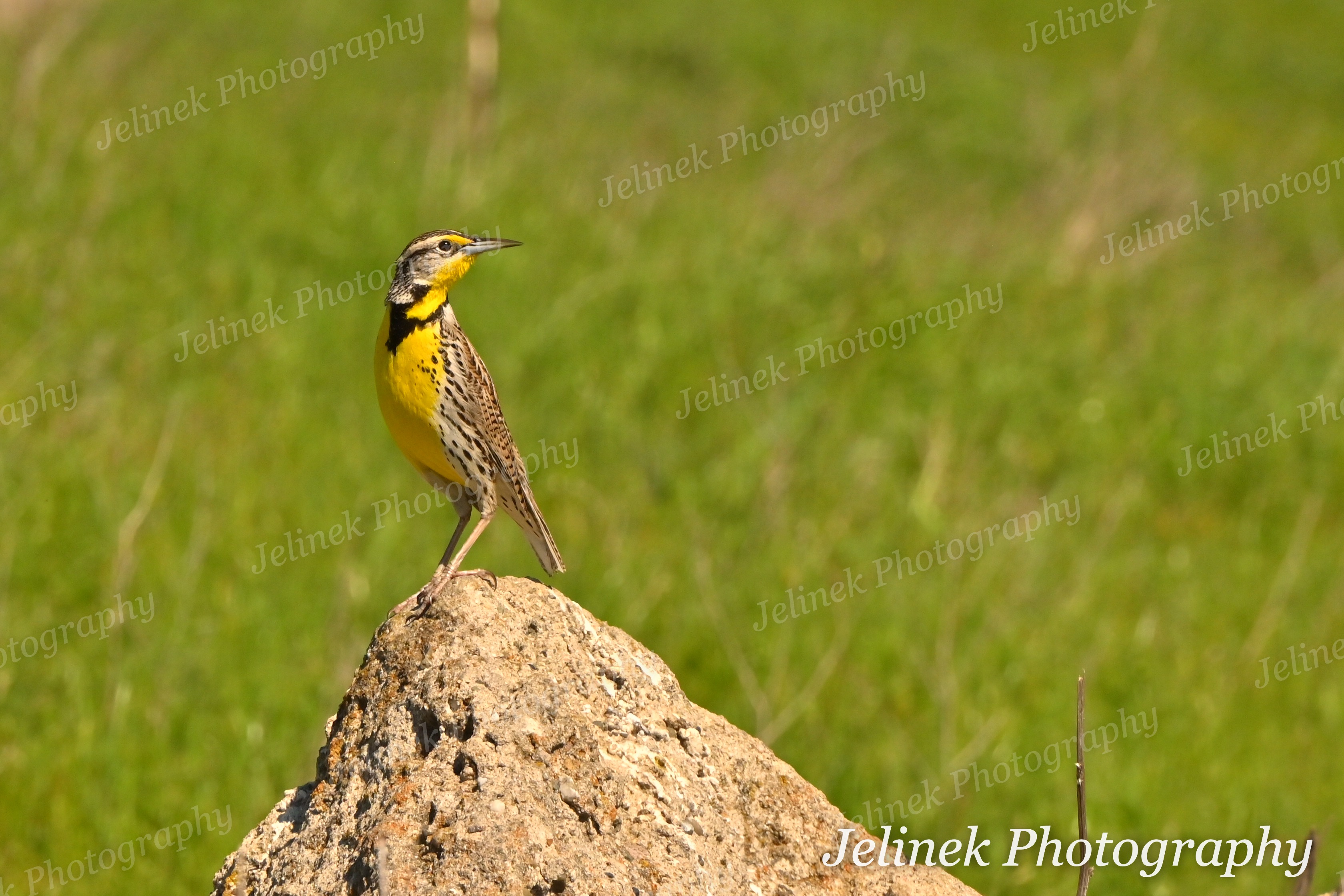 Western Meadowlark #1