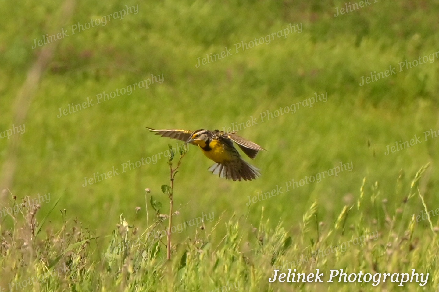 Western Meadowlark #4