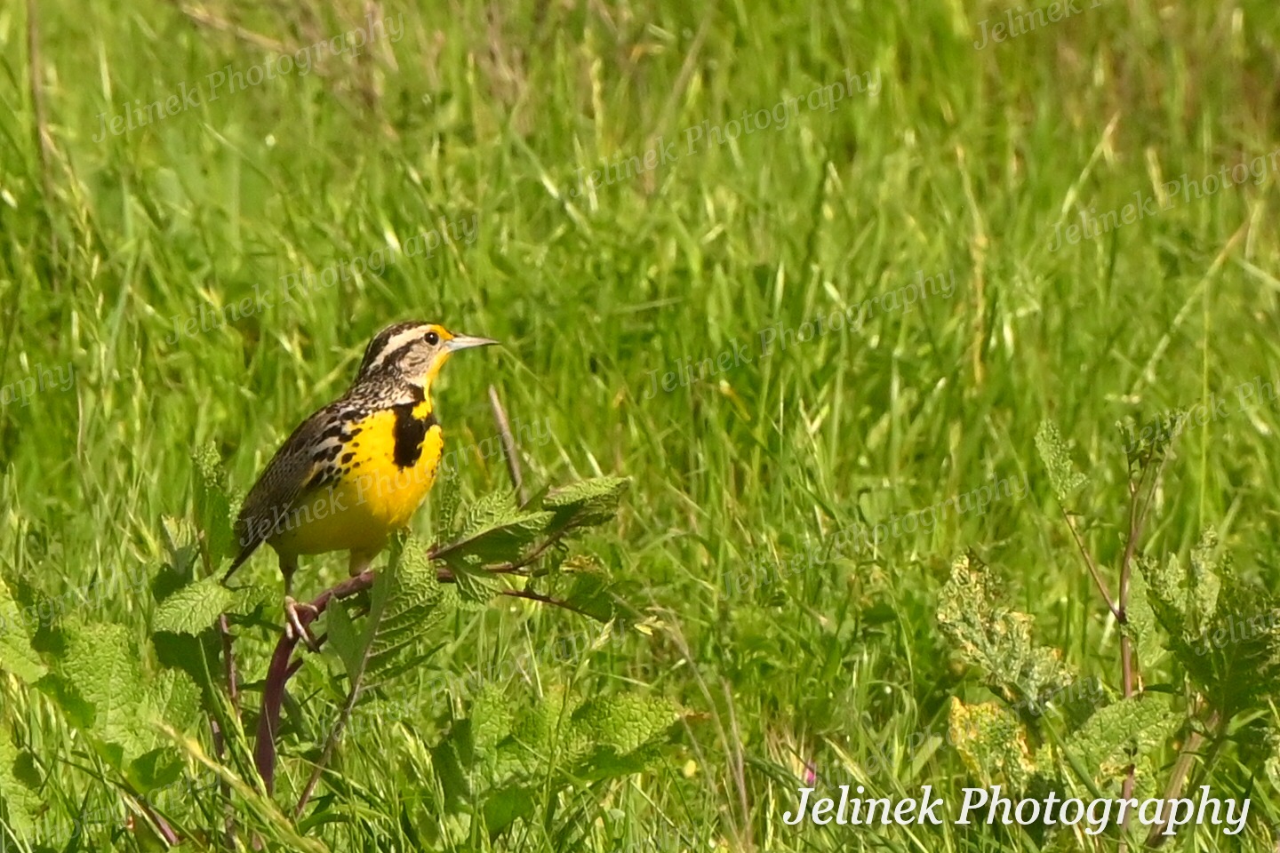 Western Meadowlark #3