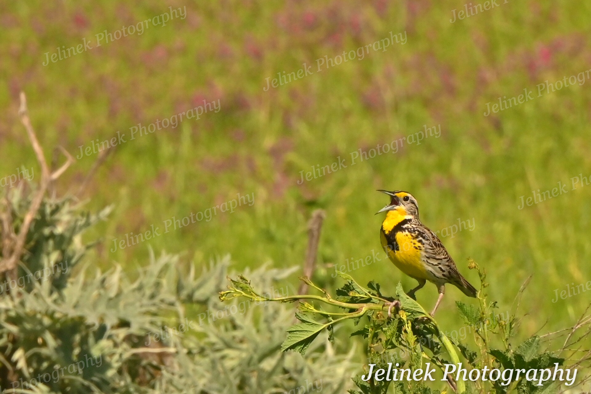 Western Meadowlark #5