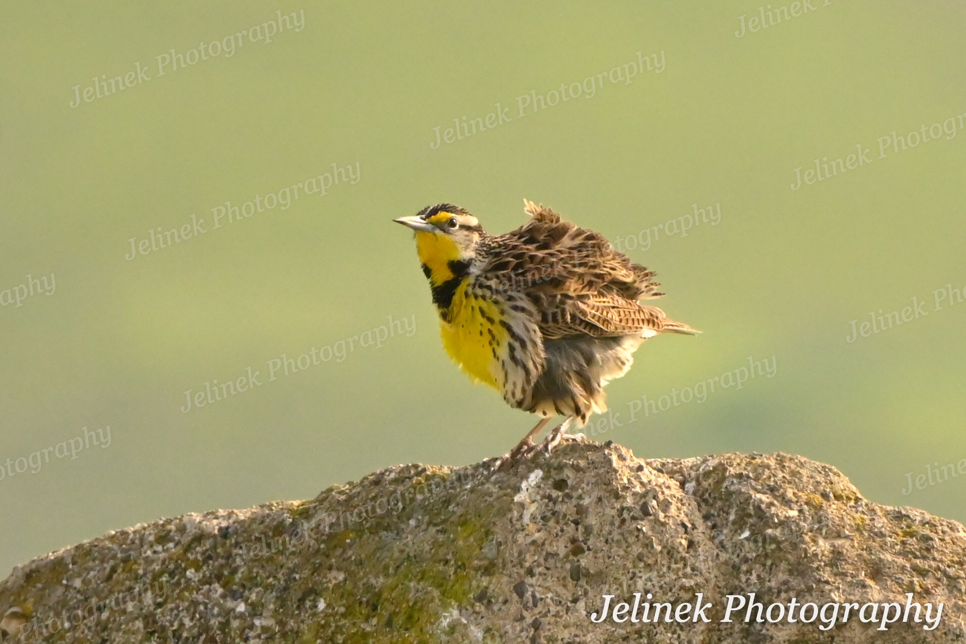 Western Meadowlark #7