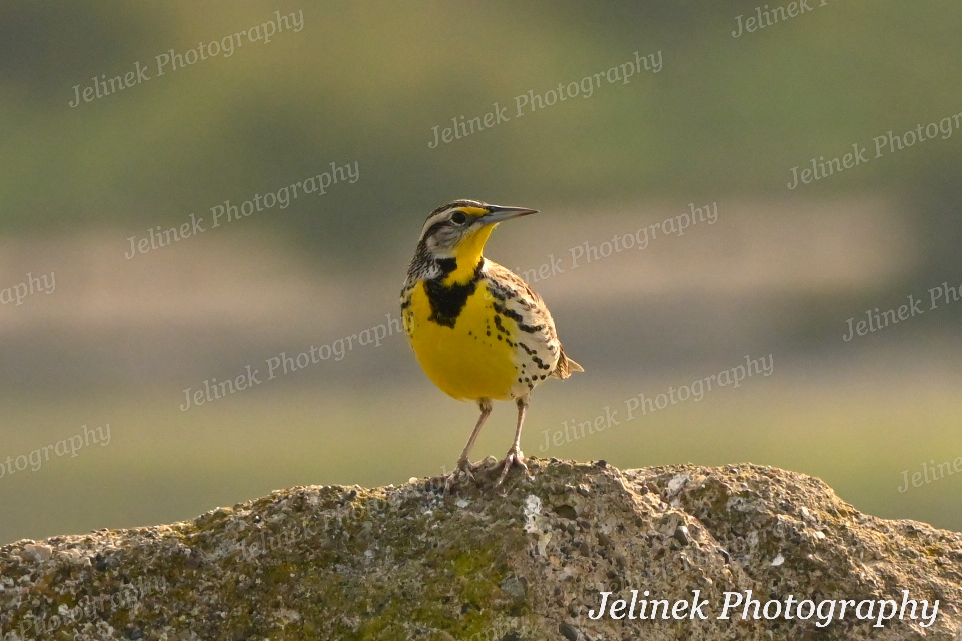 Western Meadowlark #8