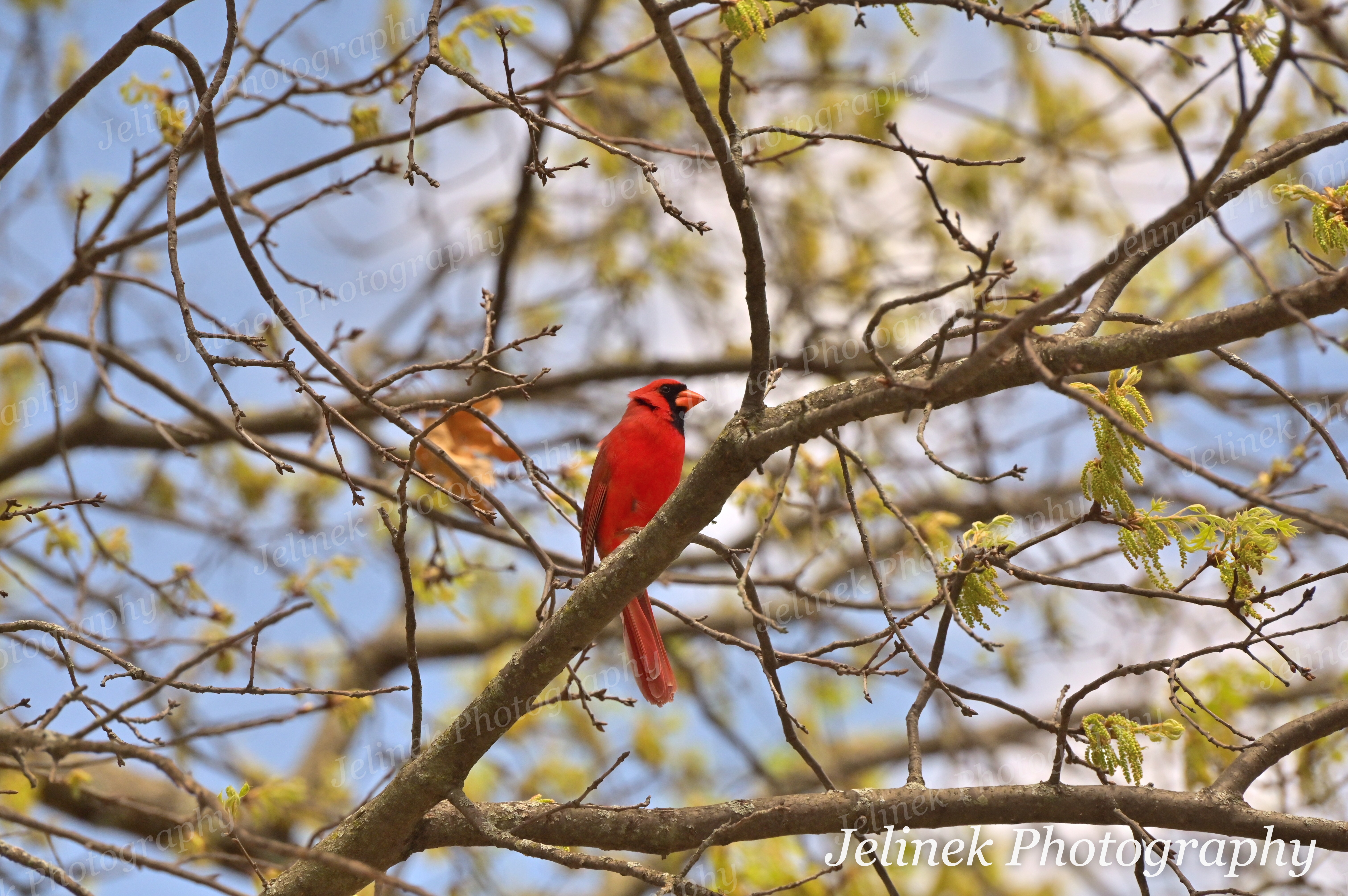 Northern Cardinal #2