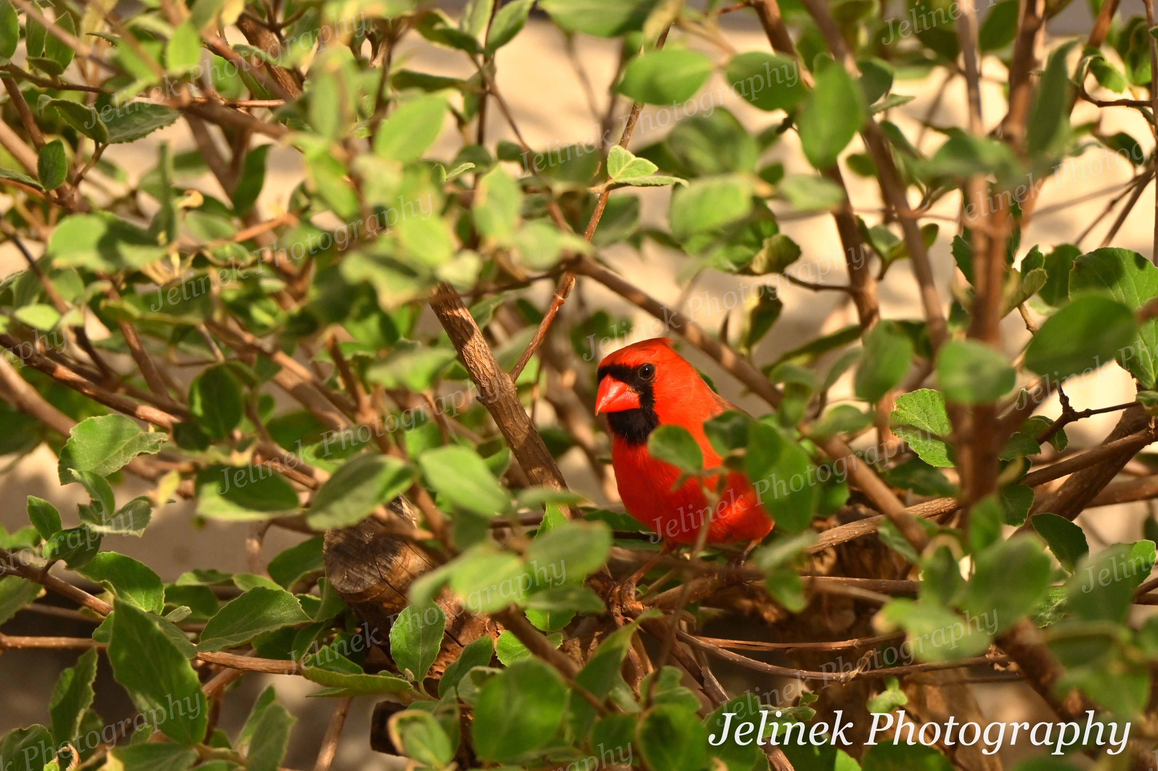 Northern Cardinal