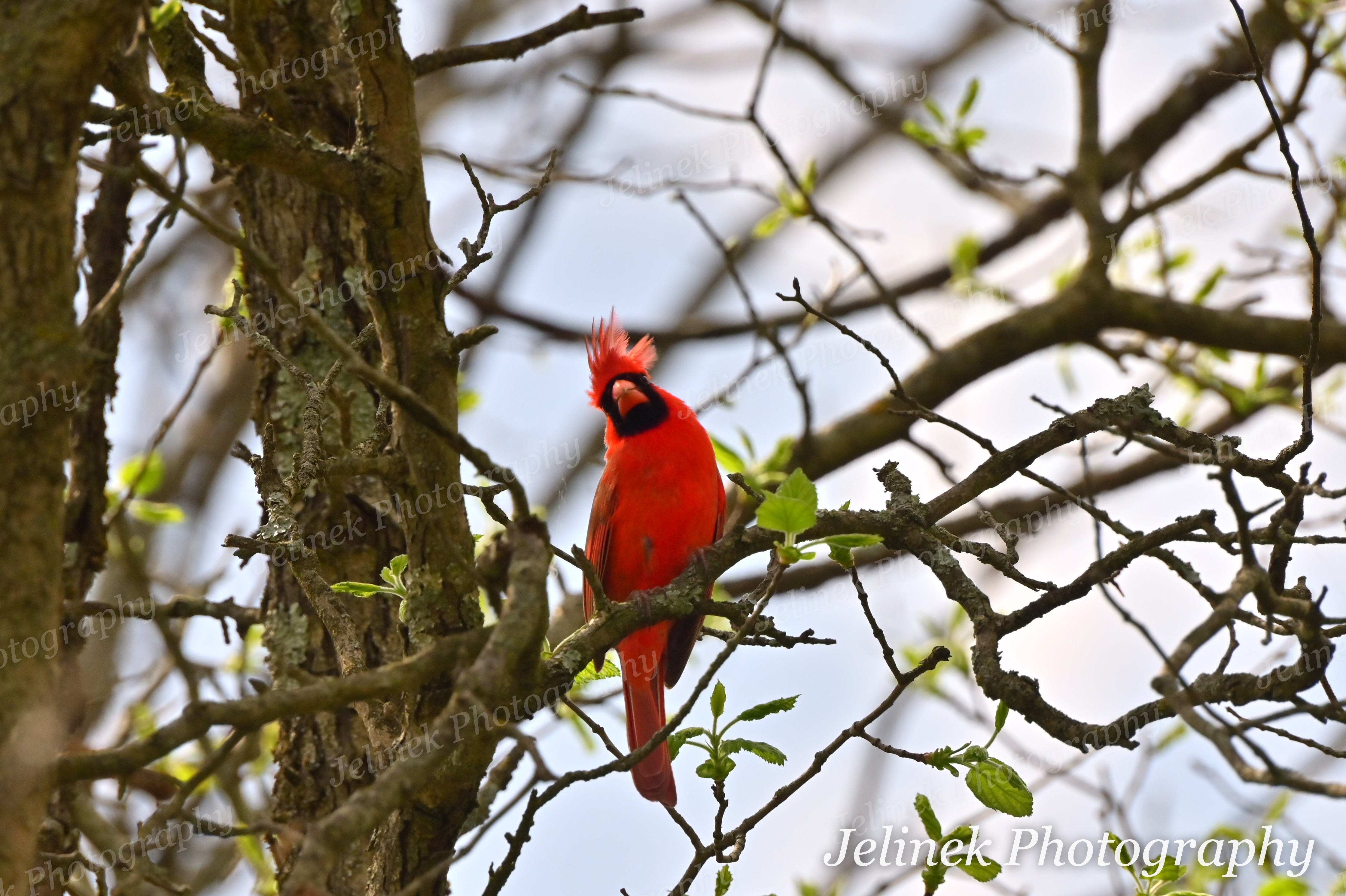 Northern Cardinal #7