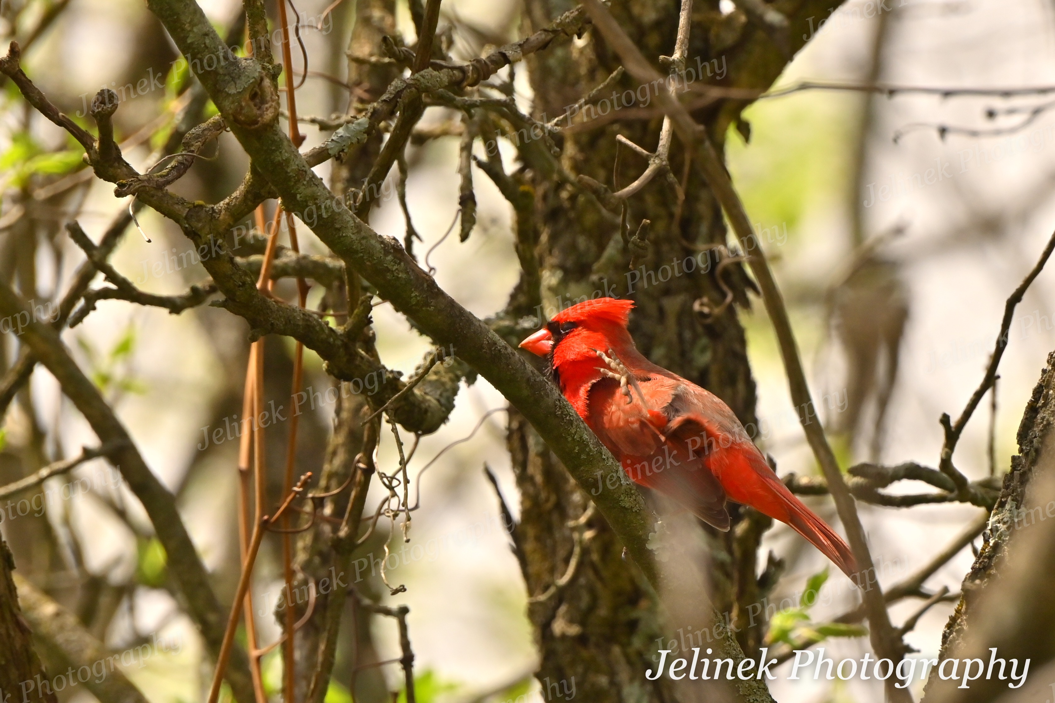 Northern Cardinal #5