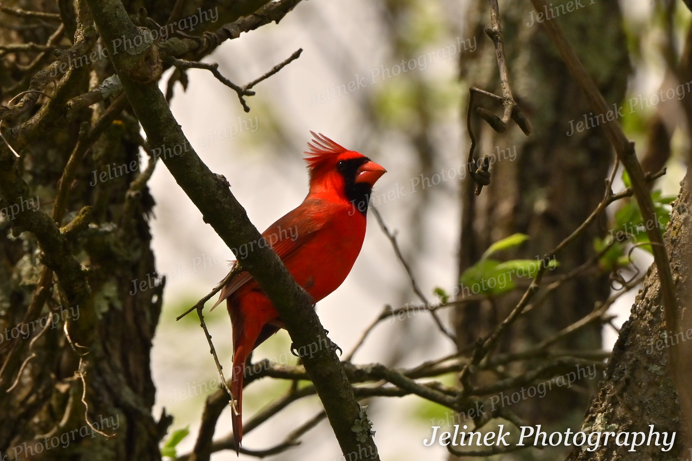 Northern Cardinal #4