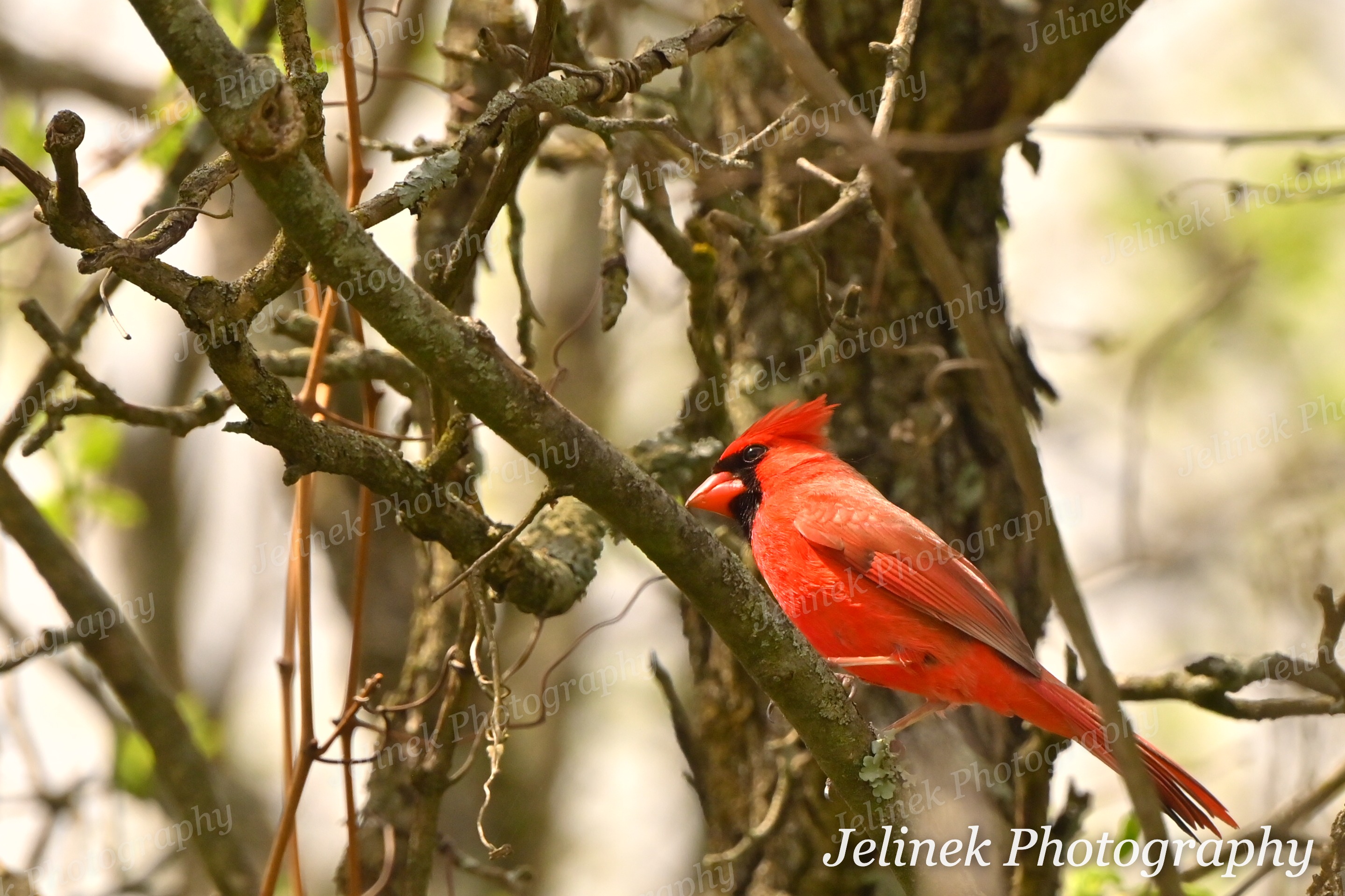 Northern Cardinal #3