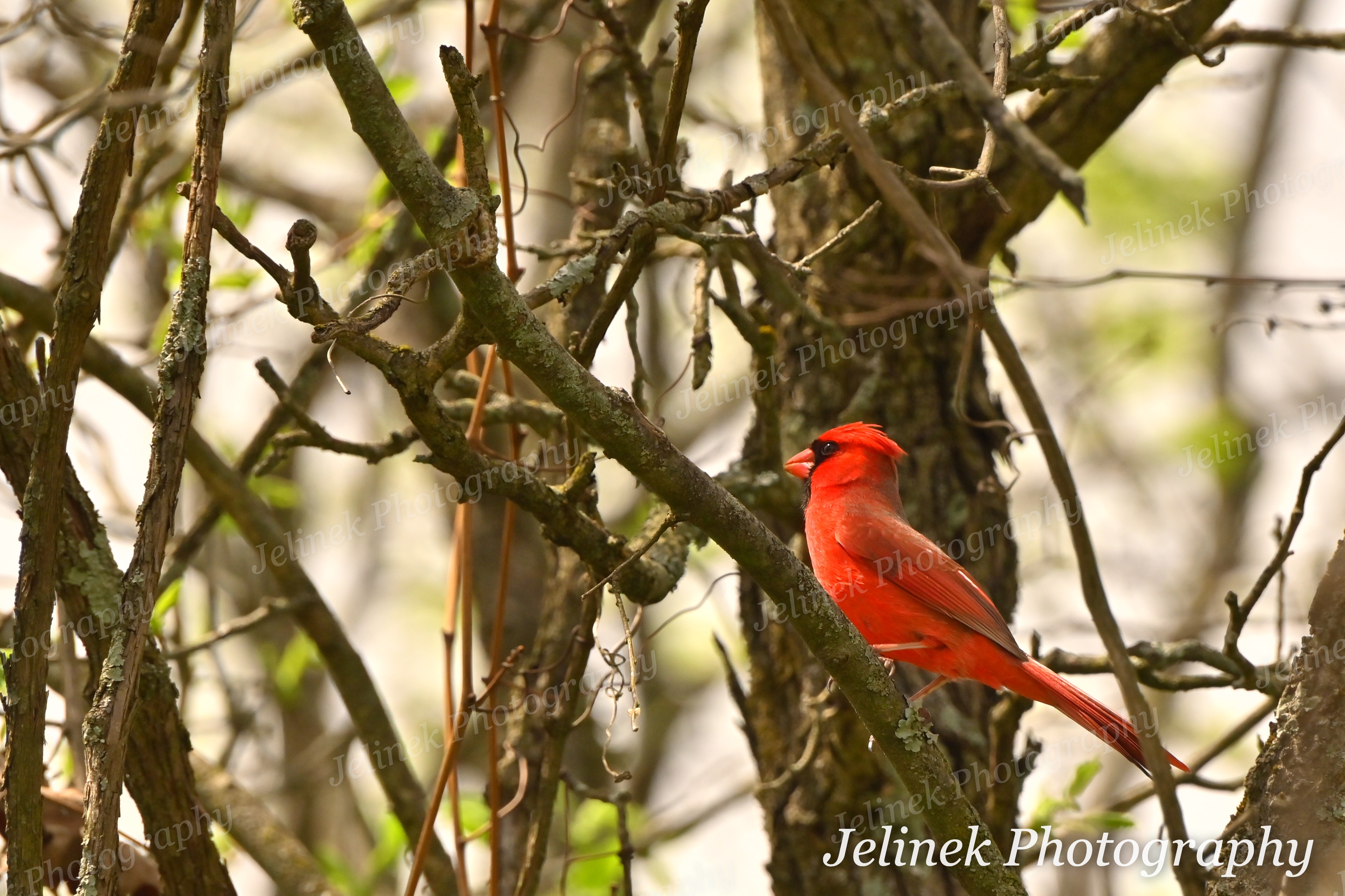 Northern Cardinal #6