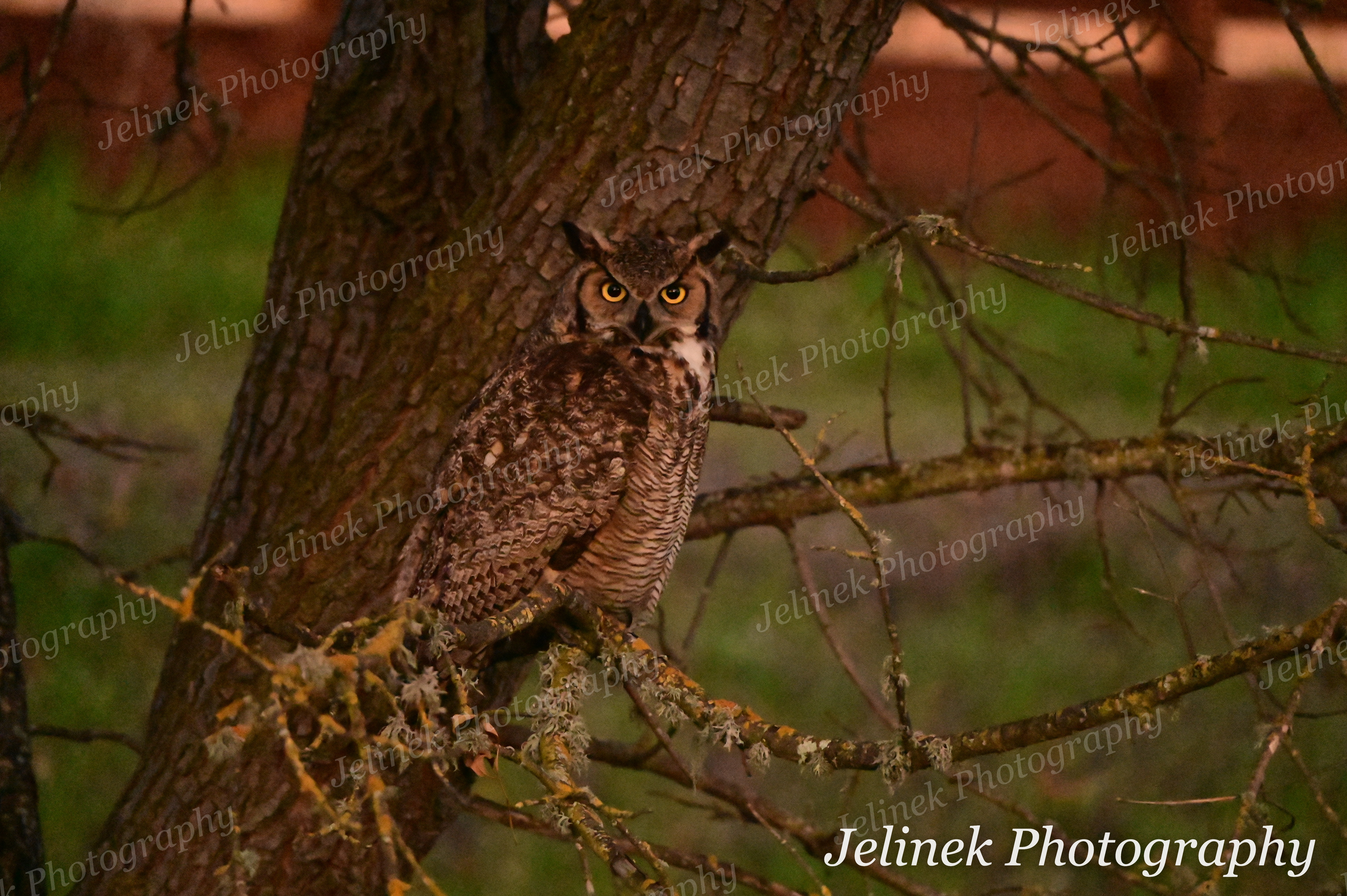 Great Horned Owl #1