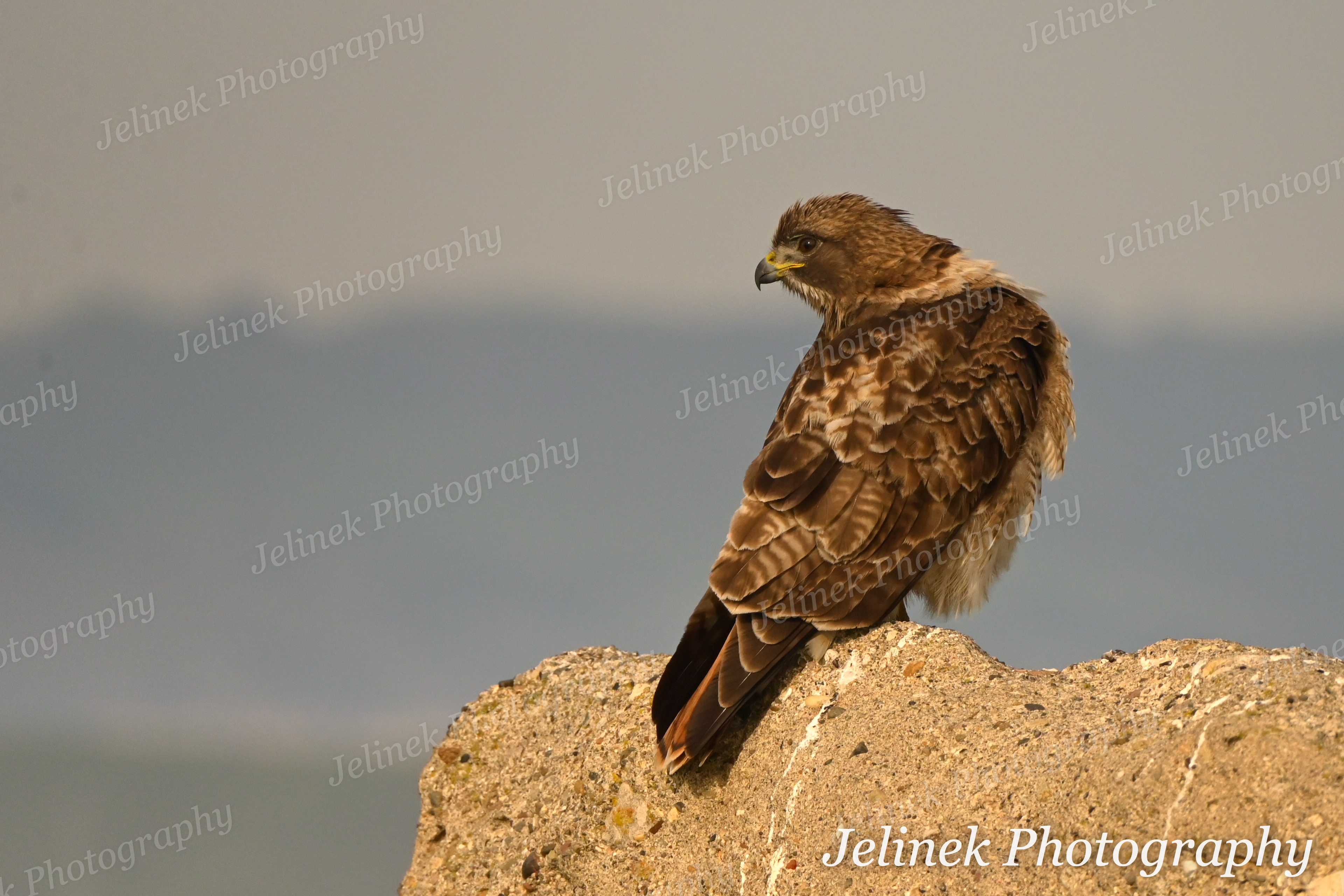 Red Tailed Hawk #4