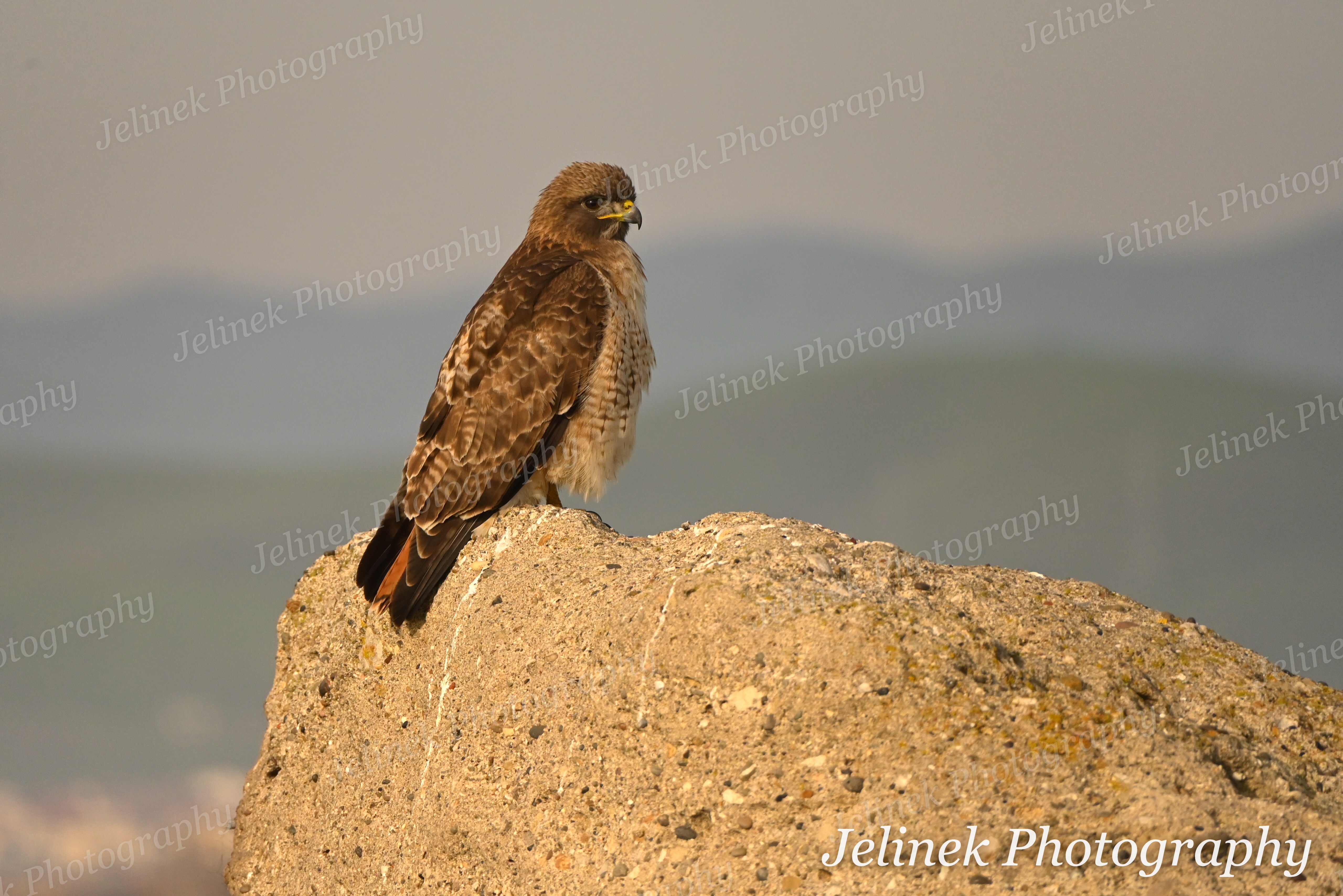 Red Tailed Hawk #1