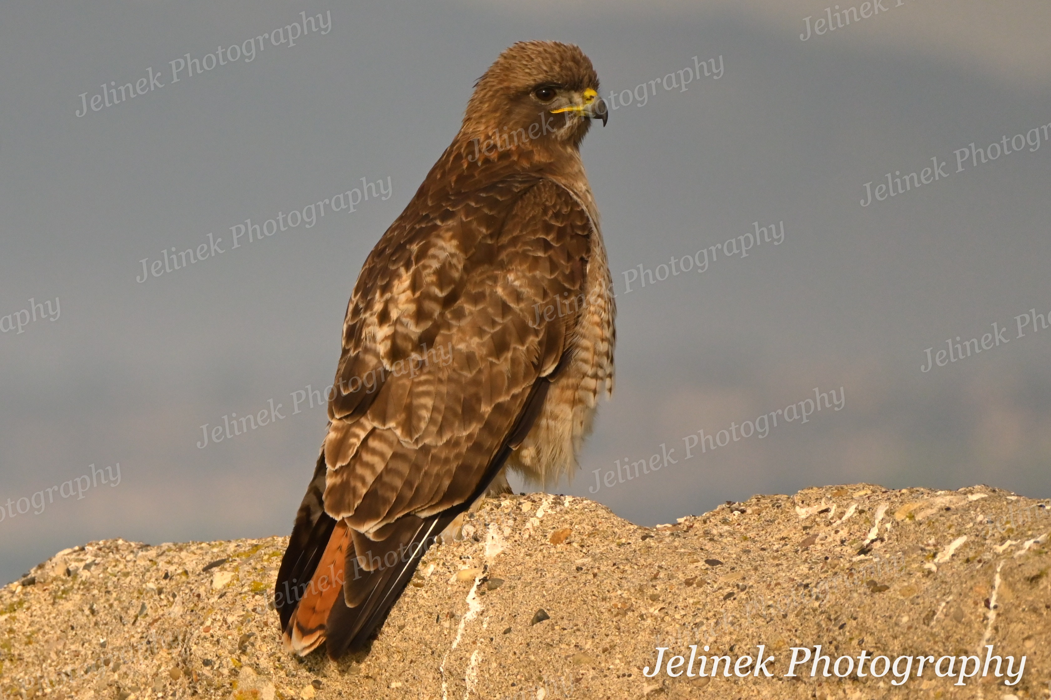 Red Tailed Hawk #3