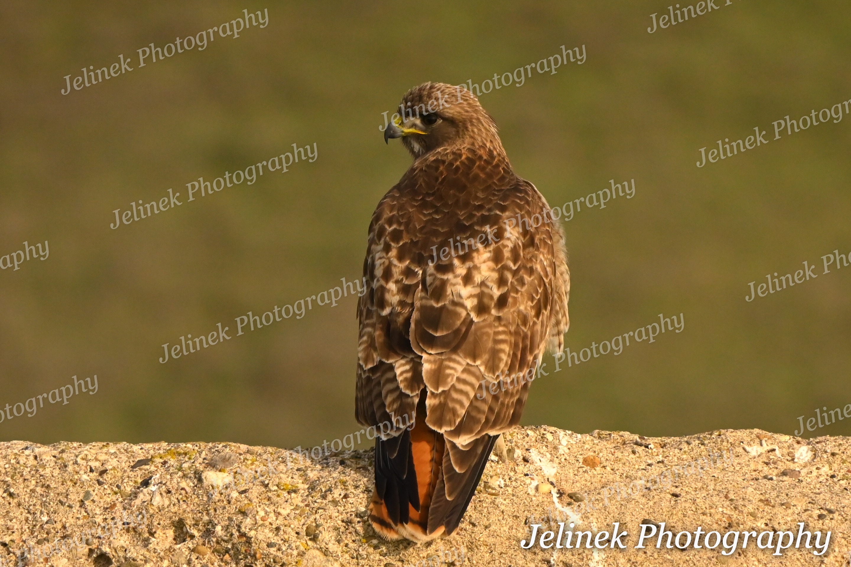 Red Tailed Hawk #2