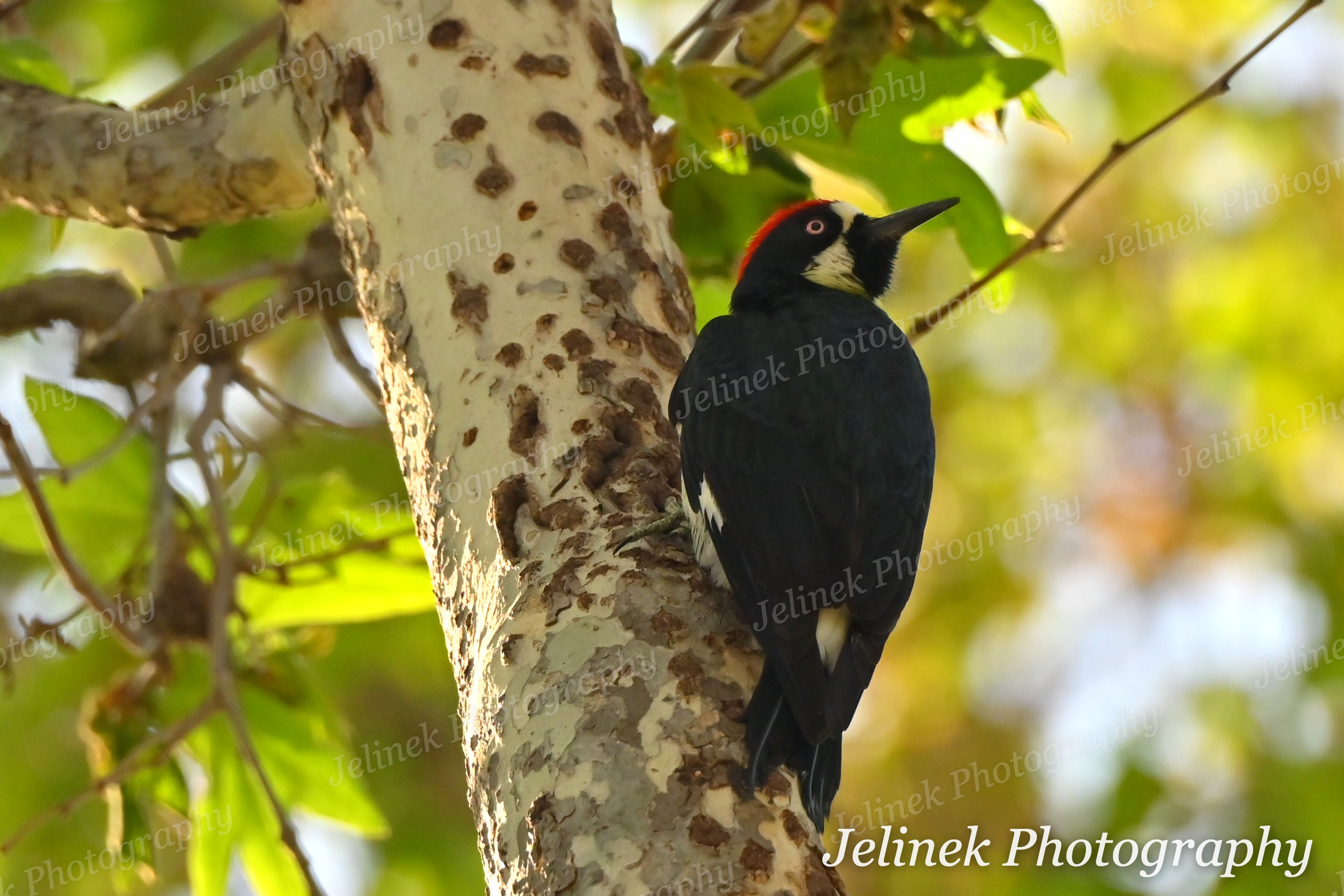 Acorn Woodpecker #8