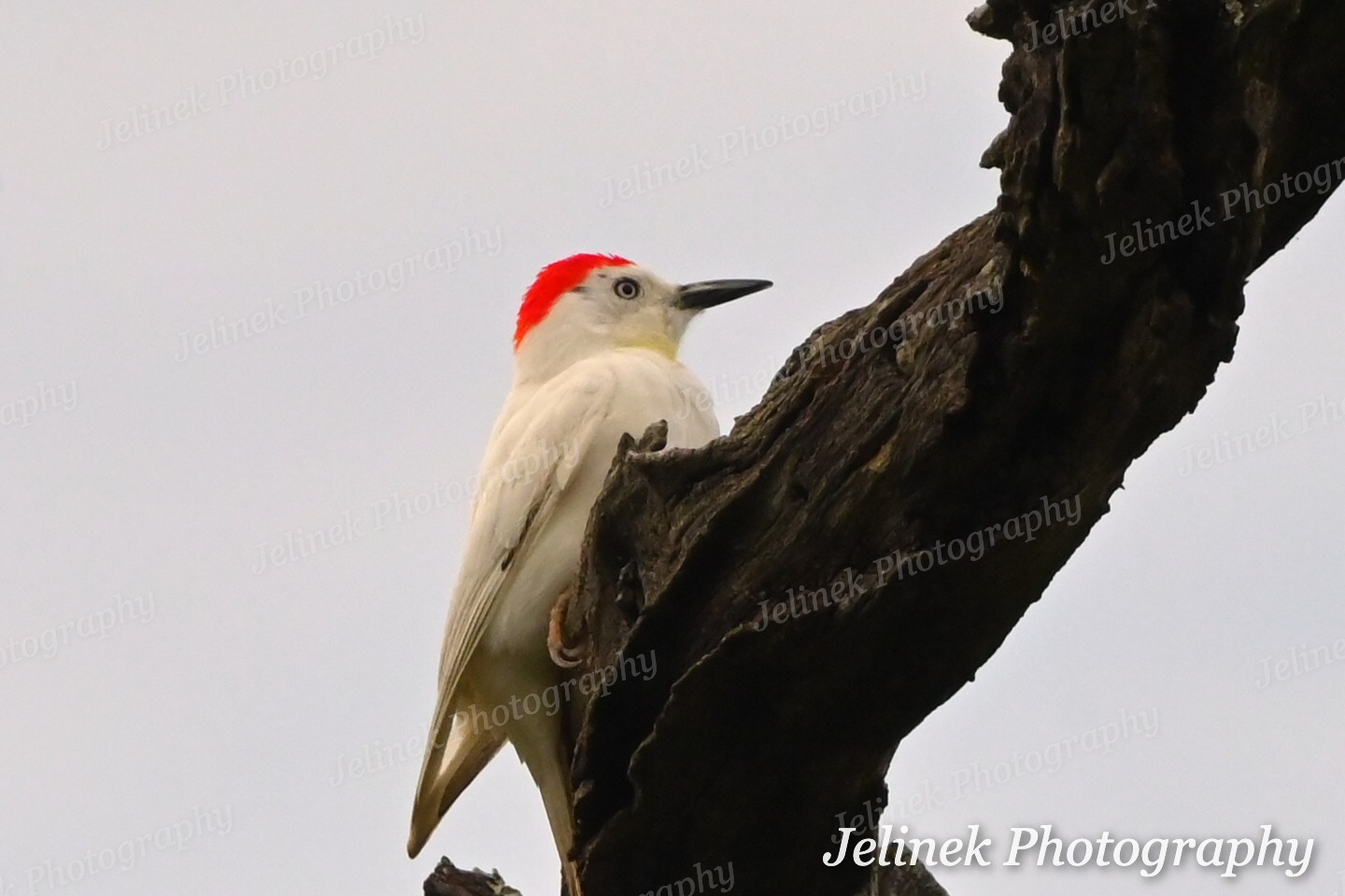 Leucistic Acorn Woodpecker