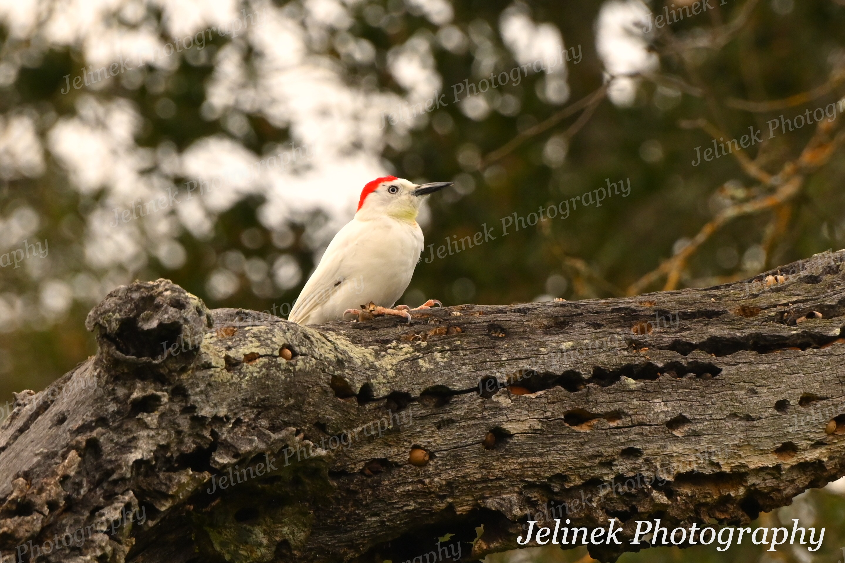 Leucistic Acorn Woodpecker #2
