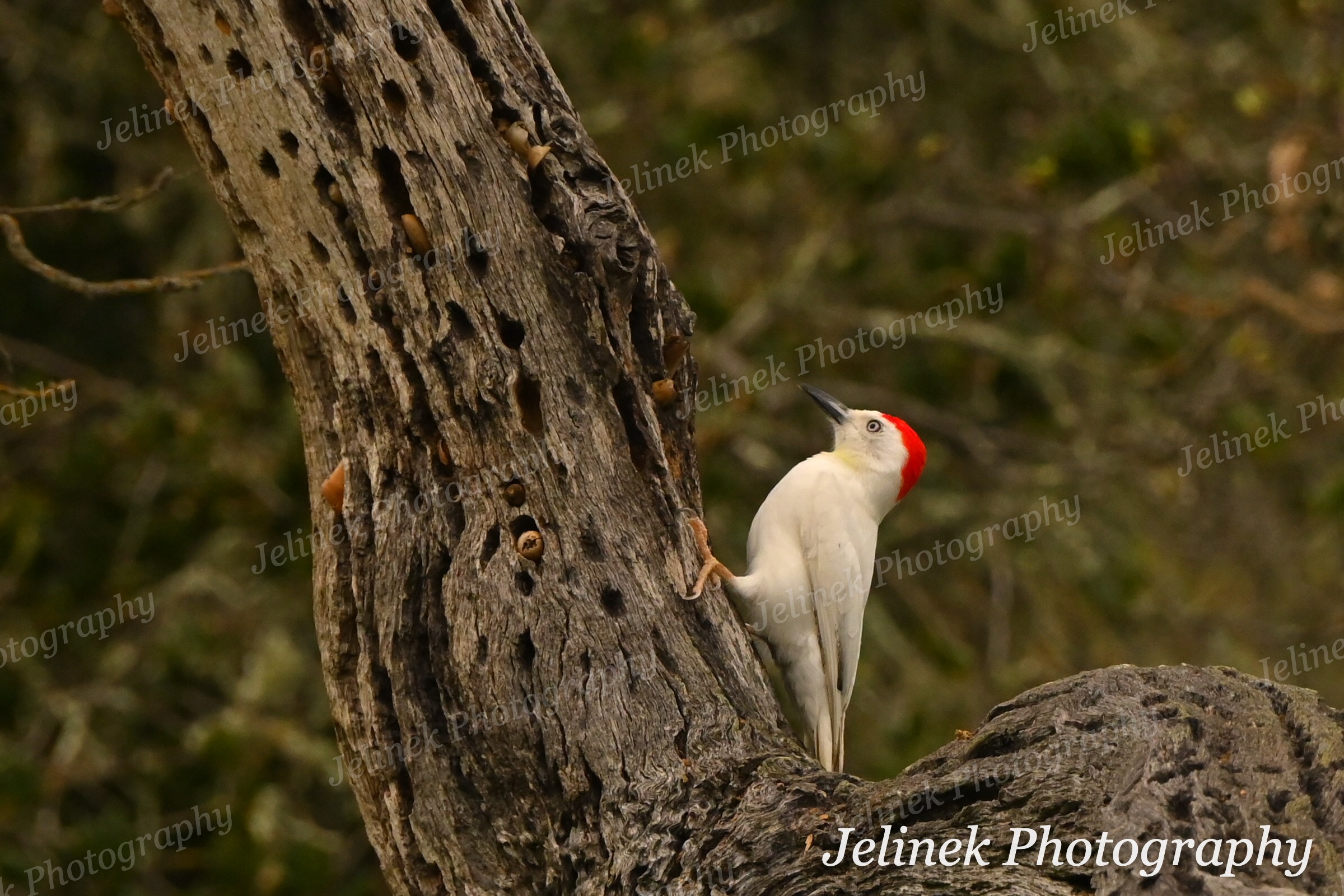 Leucistic Acorn Woodpecker #3