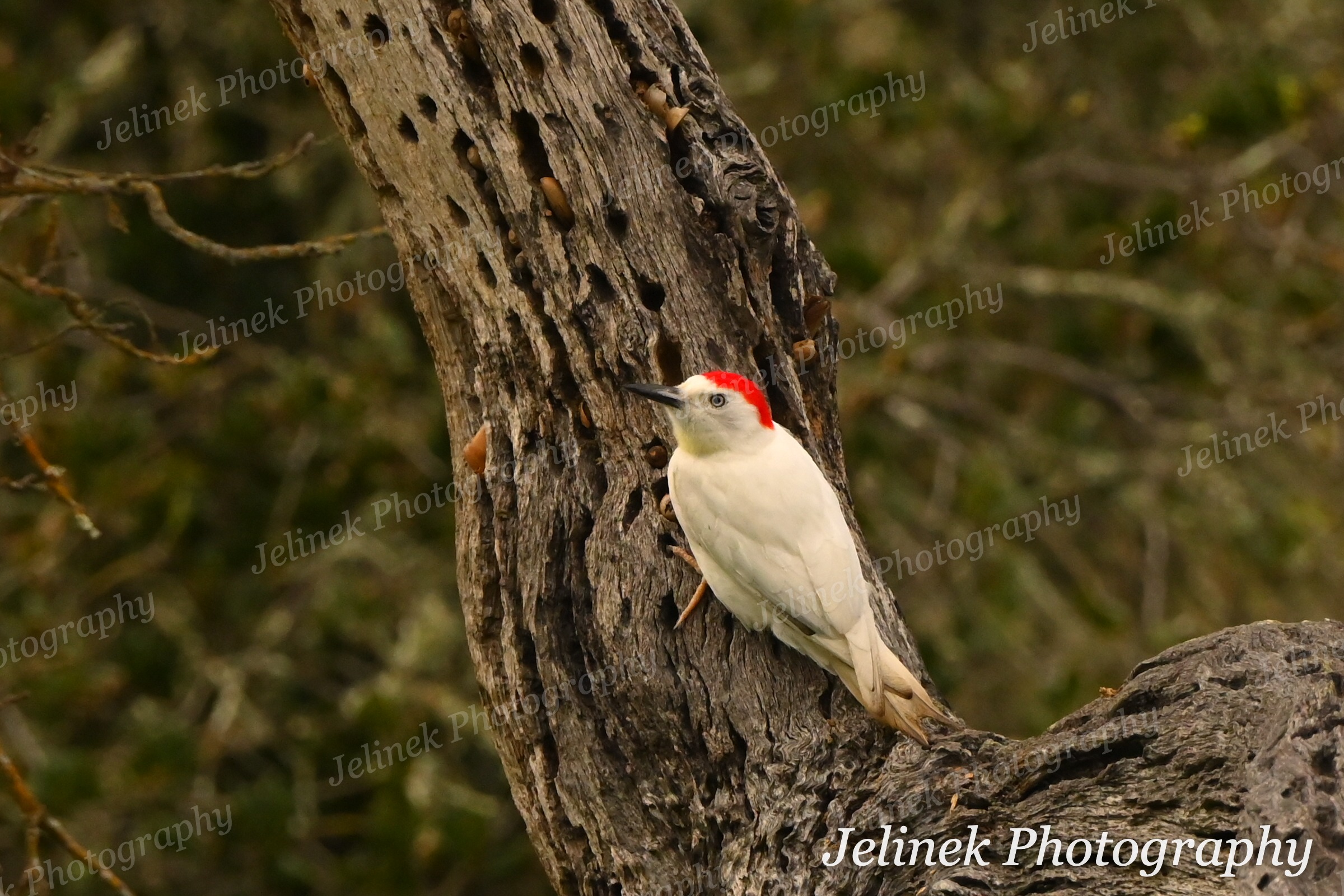 Leucistic Acorn Woodpecker #4