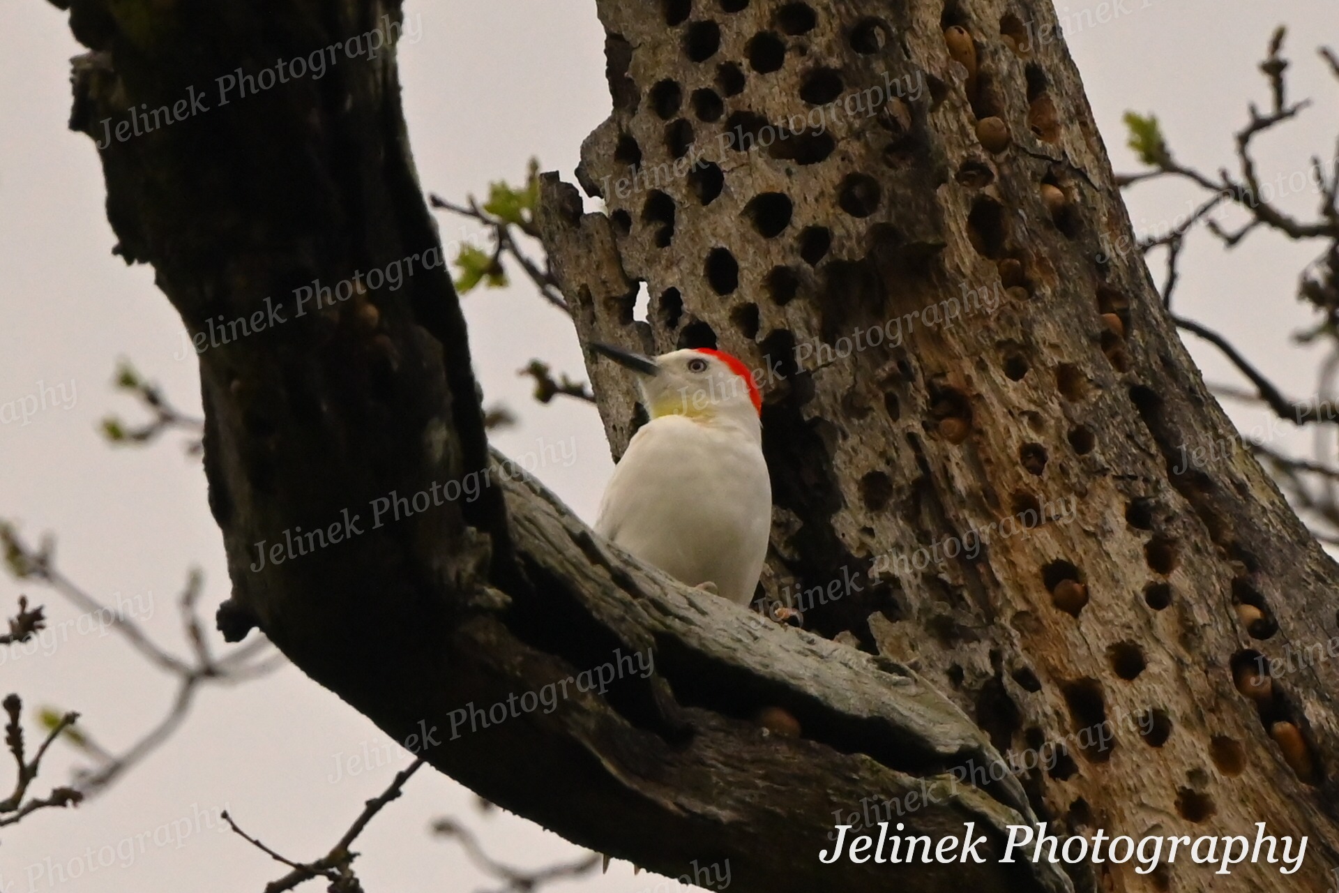 Leucistic Acorn Woodpecker #6