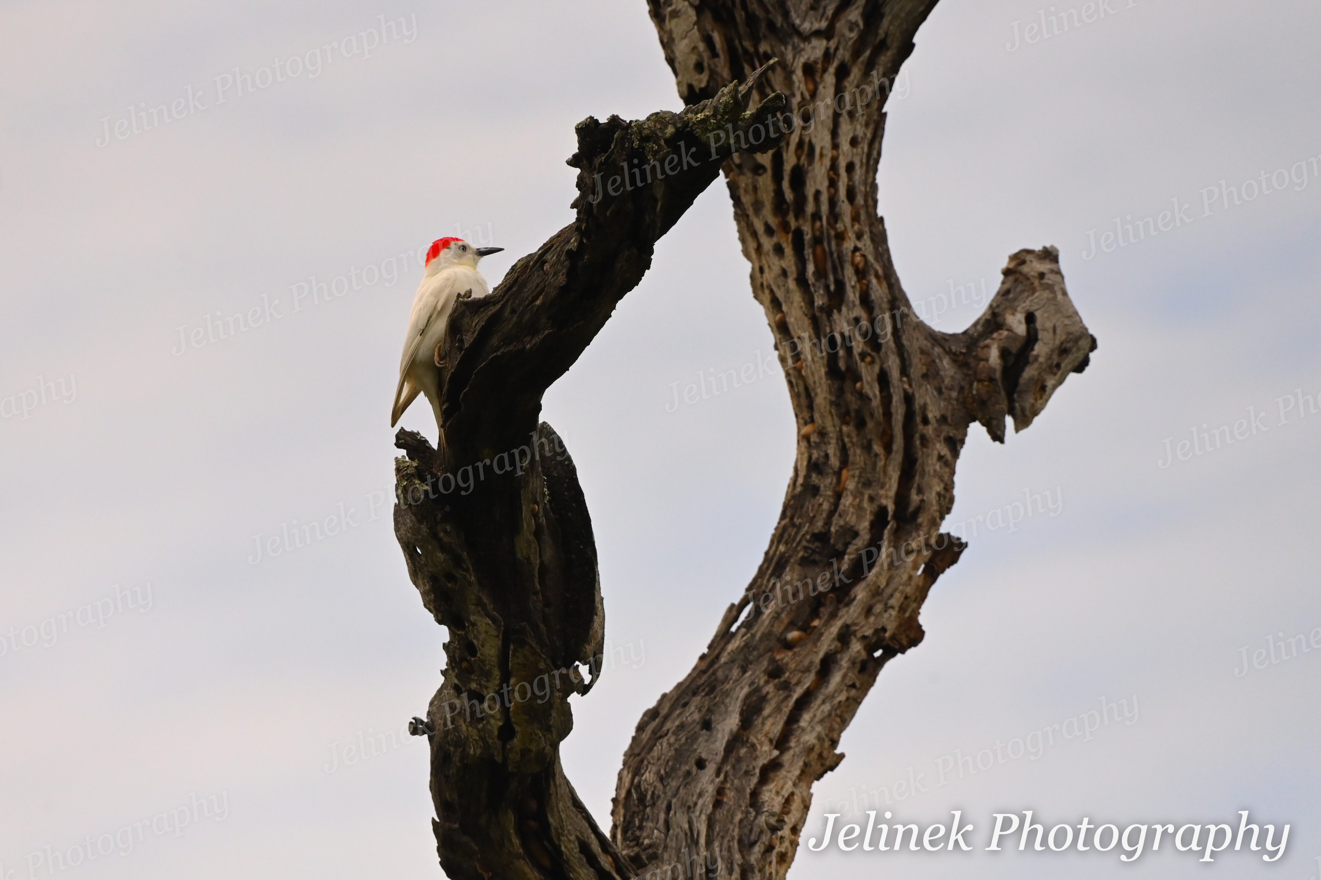 Leucistic Acorn Woodpecker #5