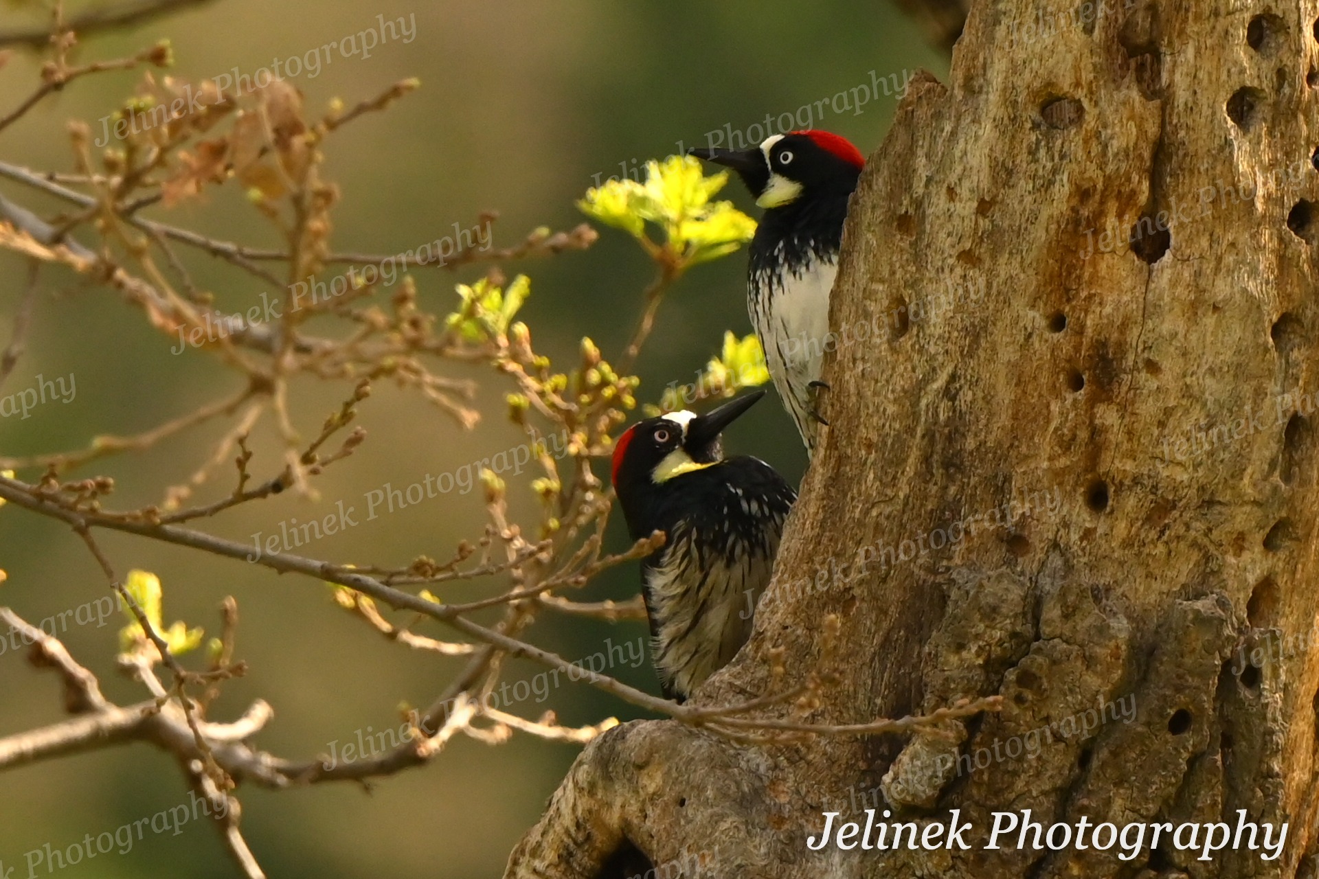 Woodpecker Photocover