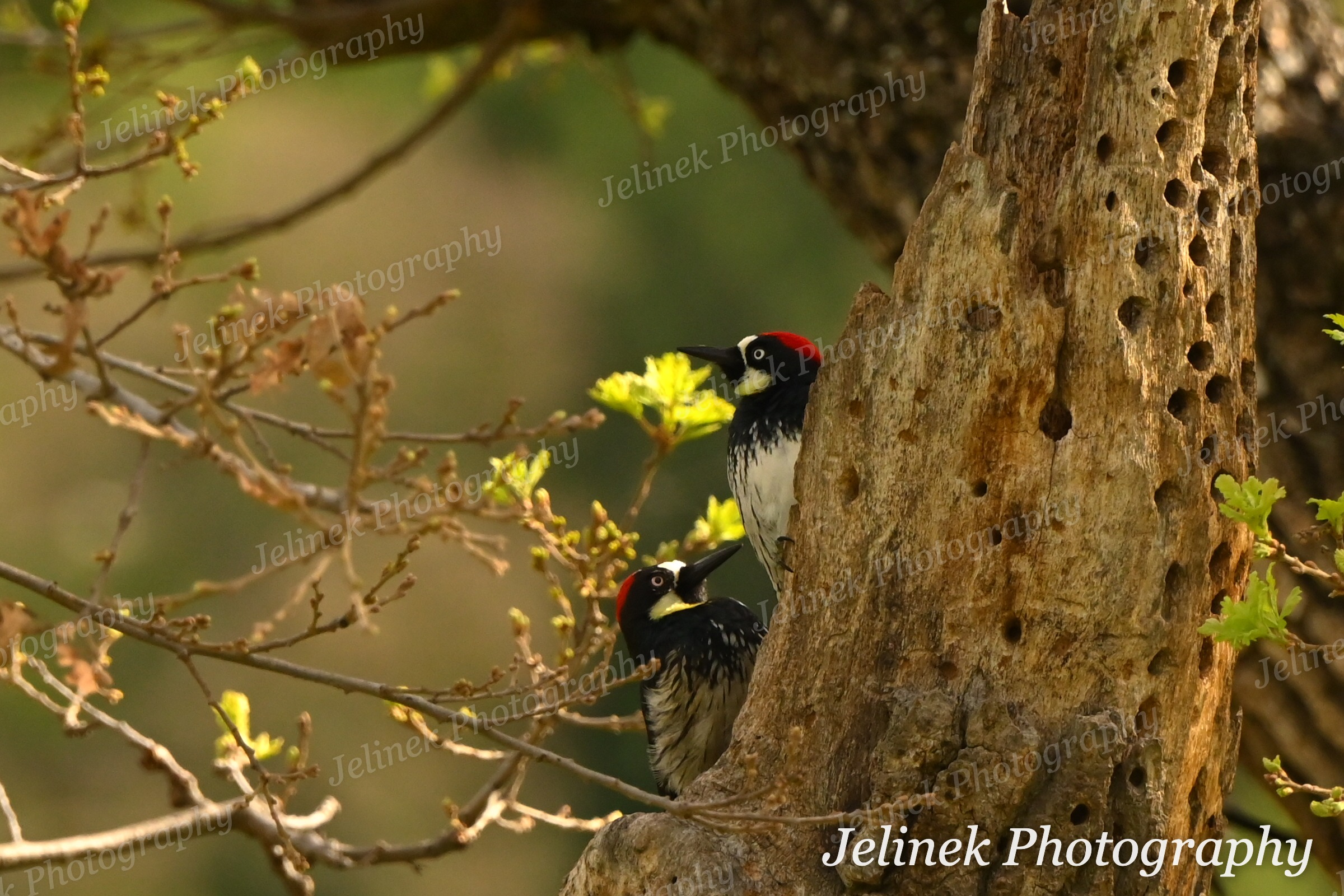 Acorn Woodpeckers