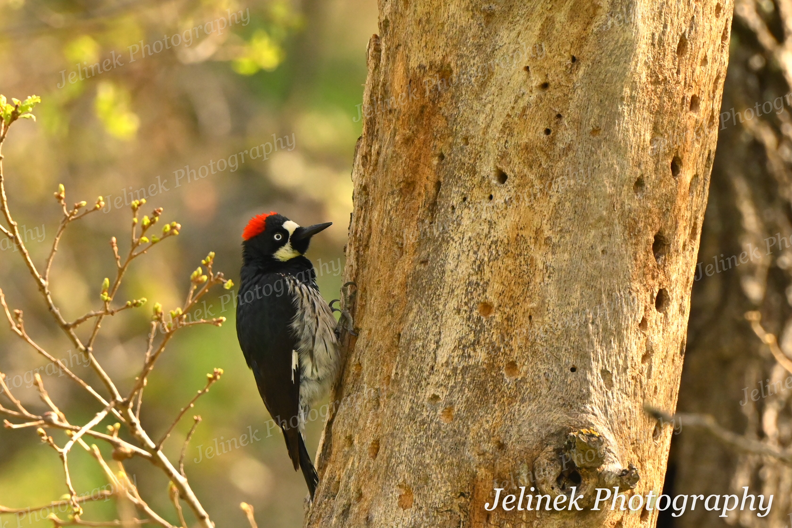Acorn Woodpecker #6