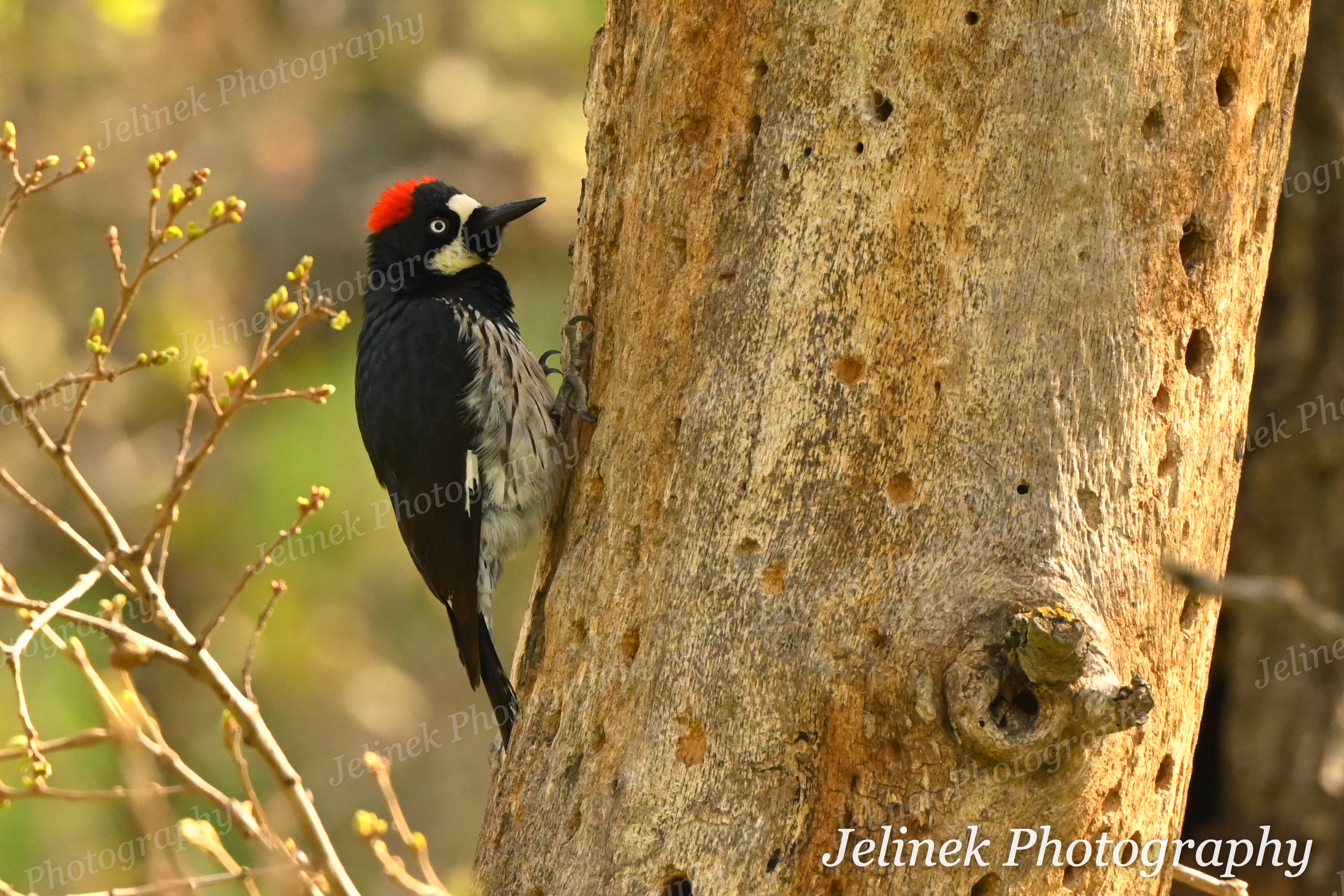 Acorn Woodpecker #12