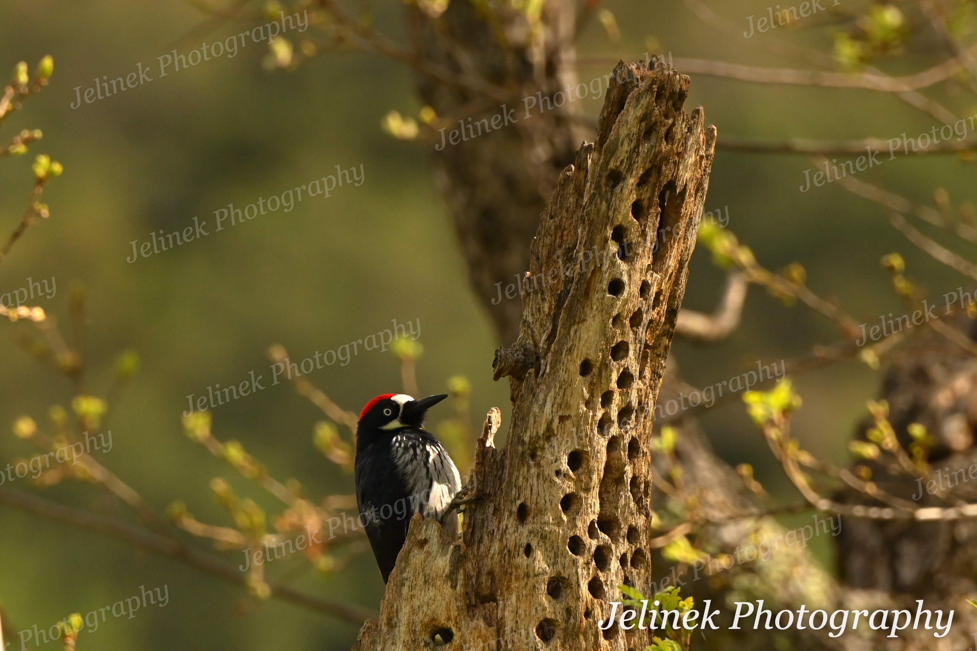 Acorn Woodpecker #4