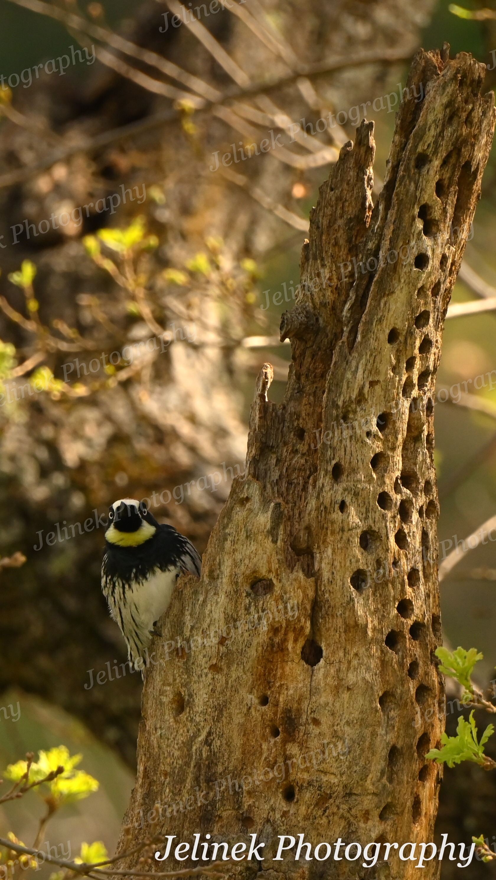 Acorn Woodpecker #13