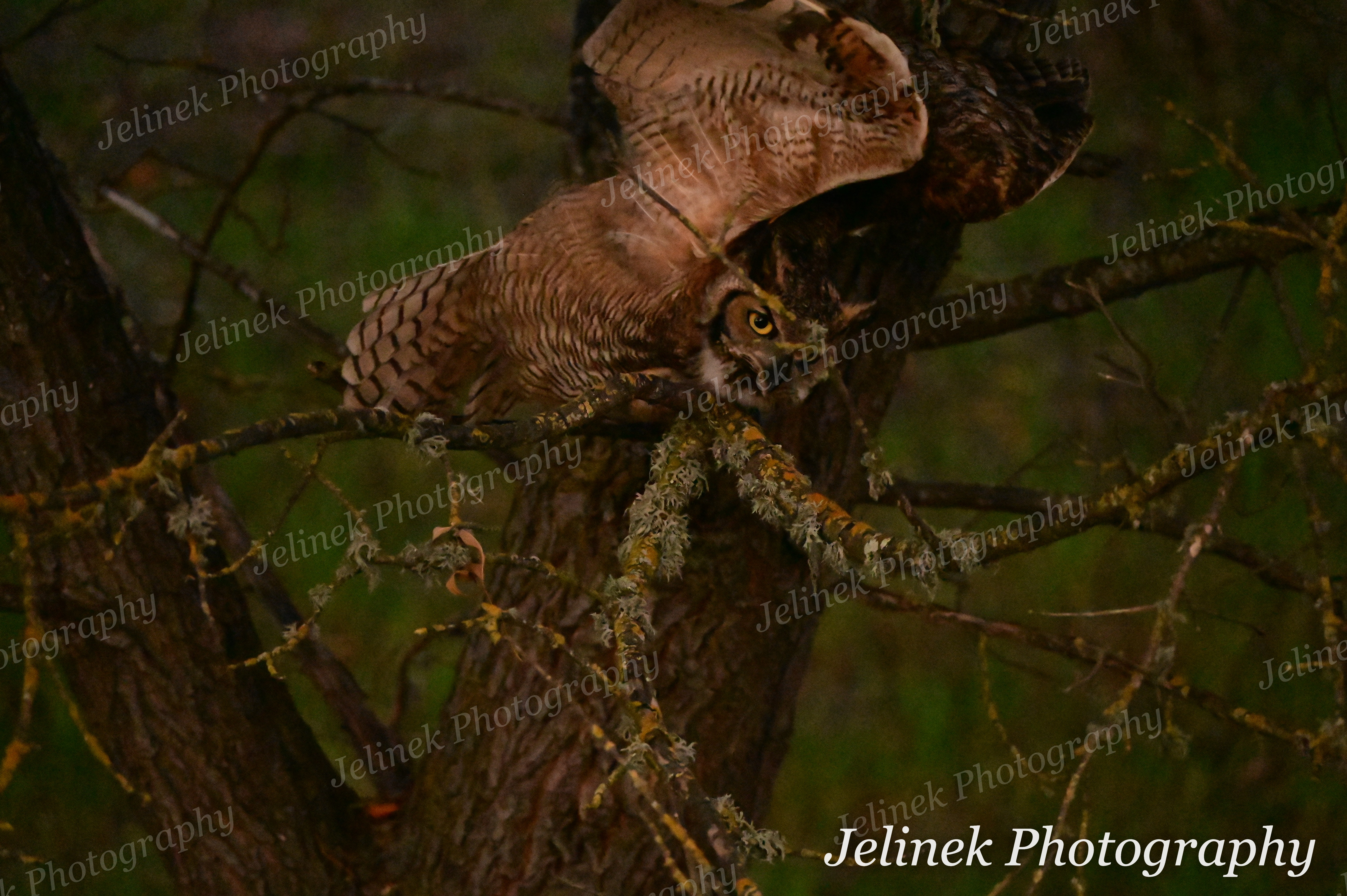Great Horned Owl #3