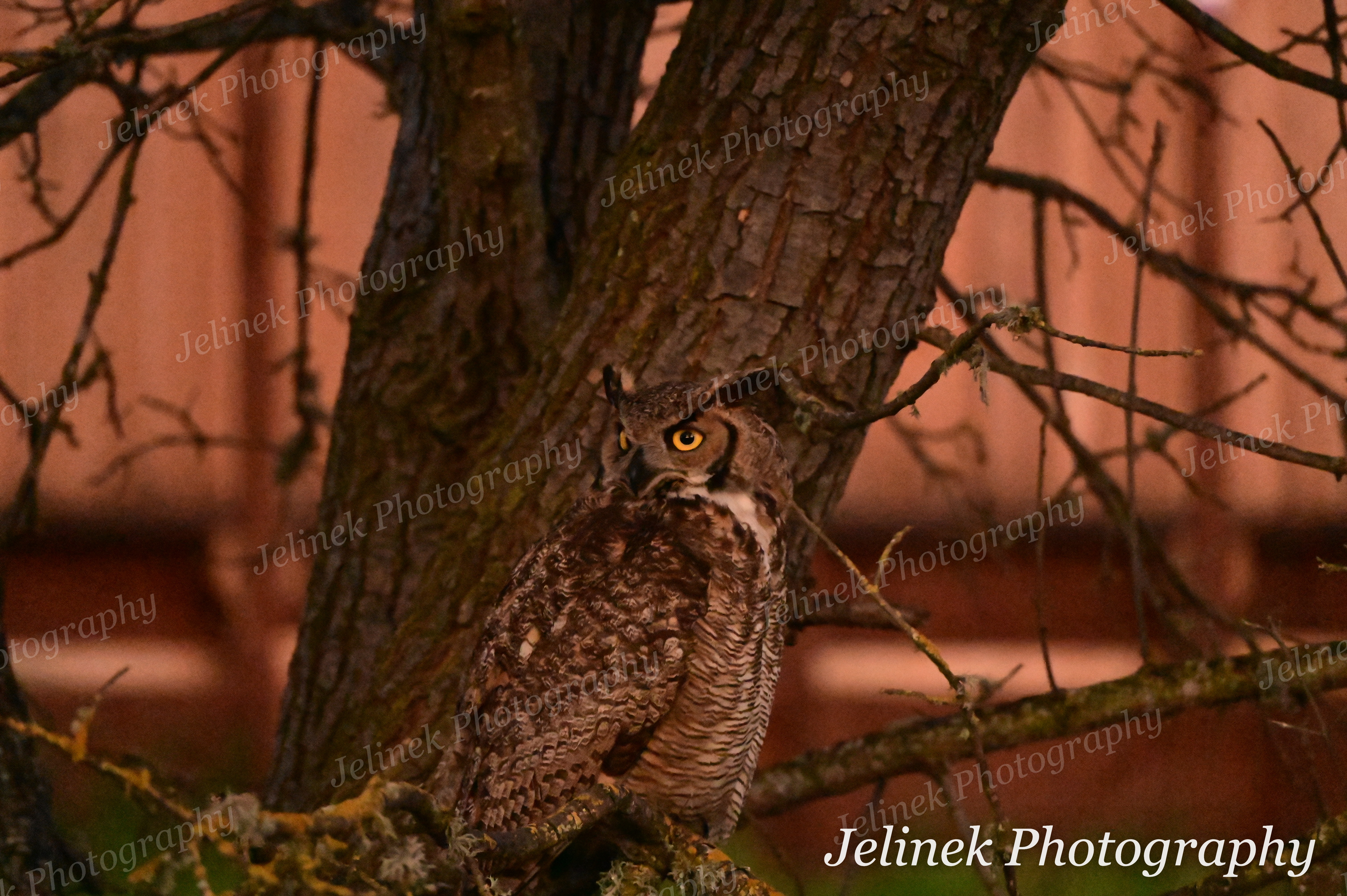 Great Horned Owl #4