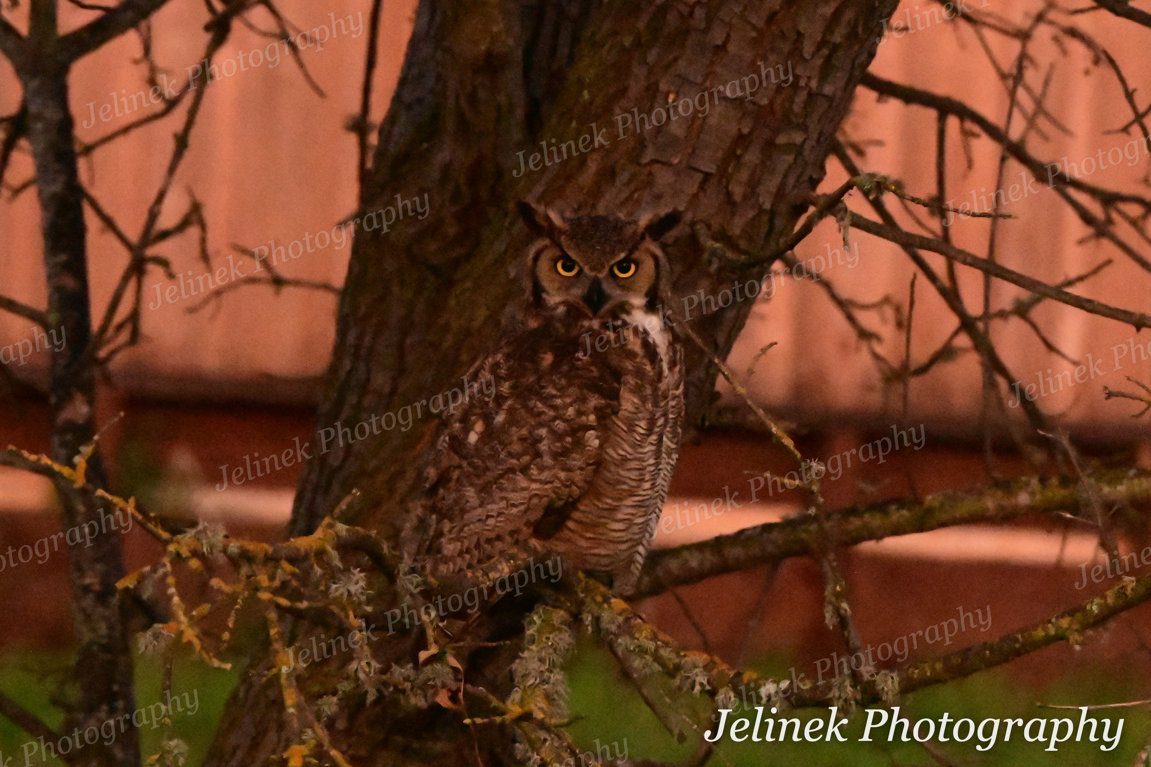 Great Horned Owl #2