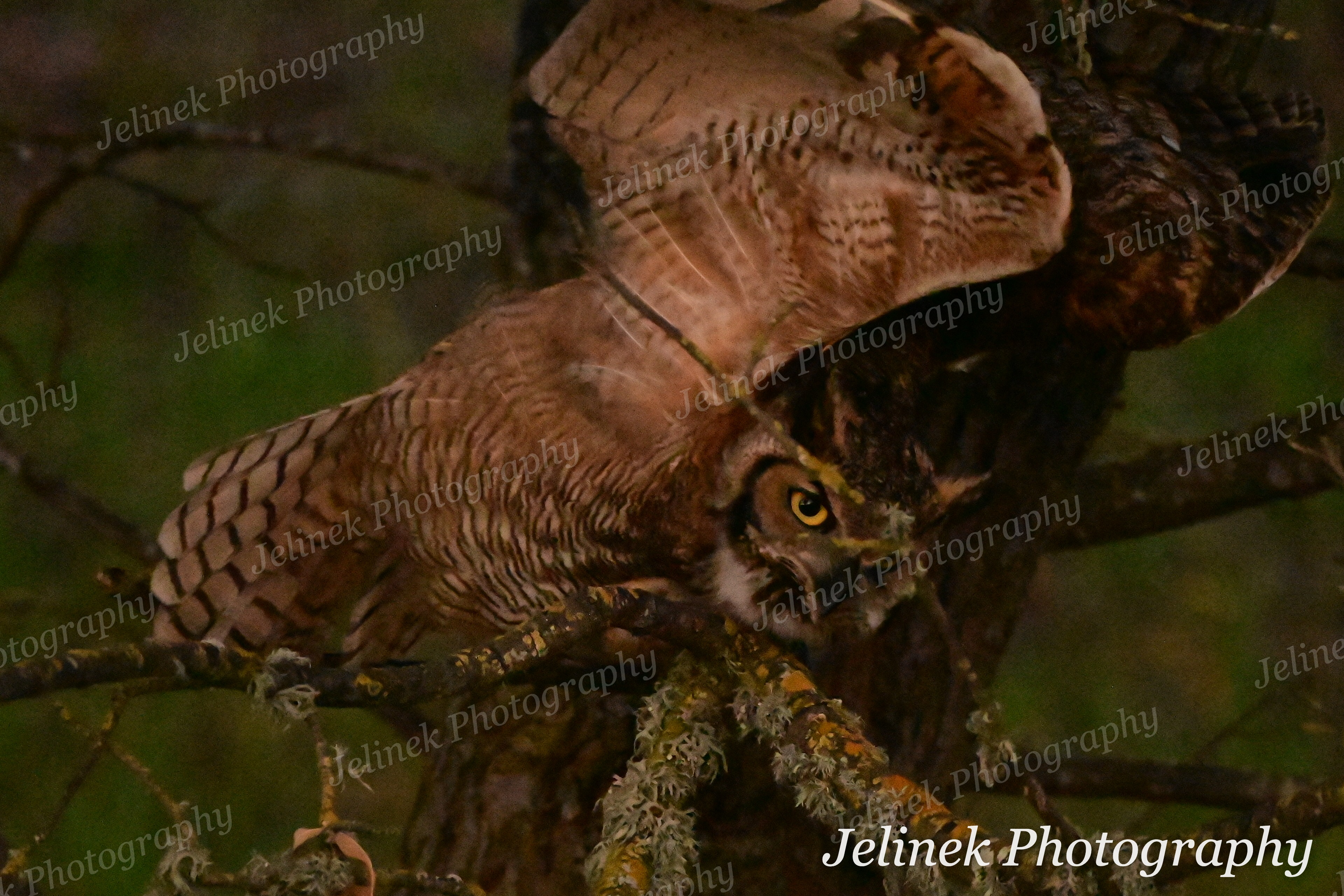 Great Horned Owl #5