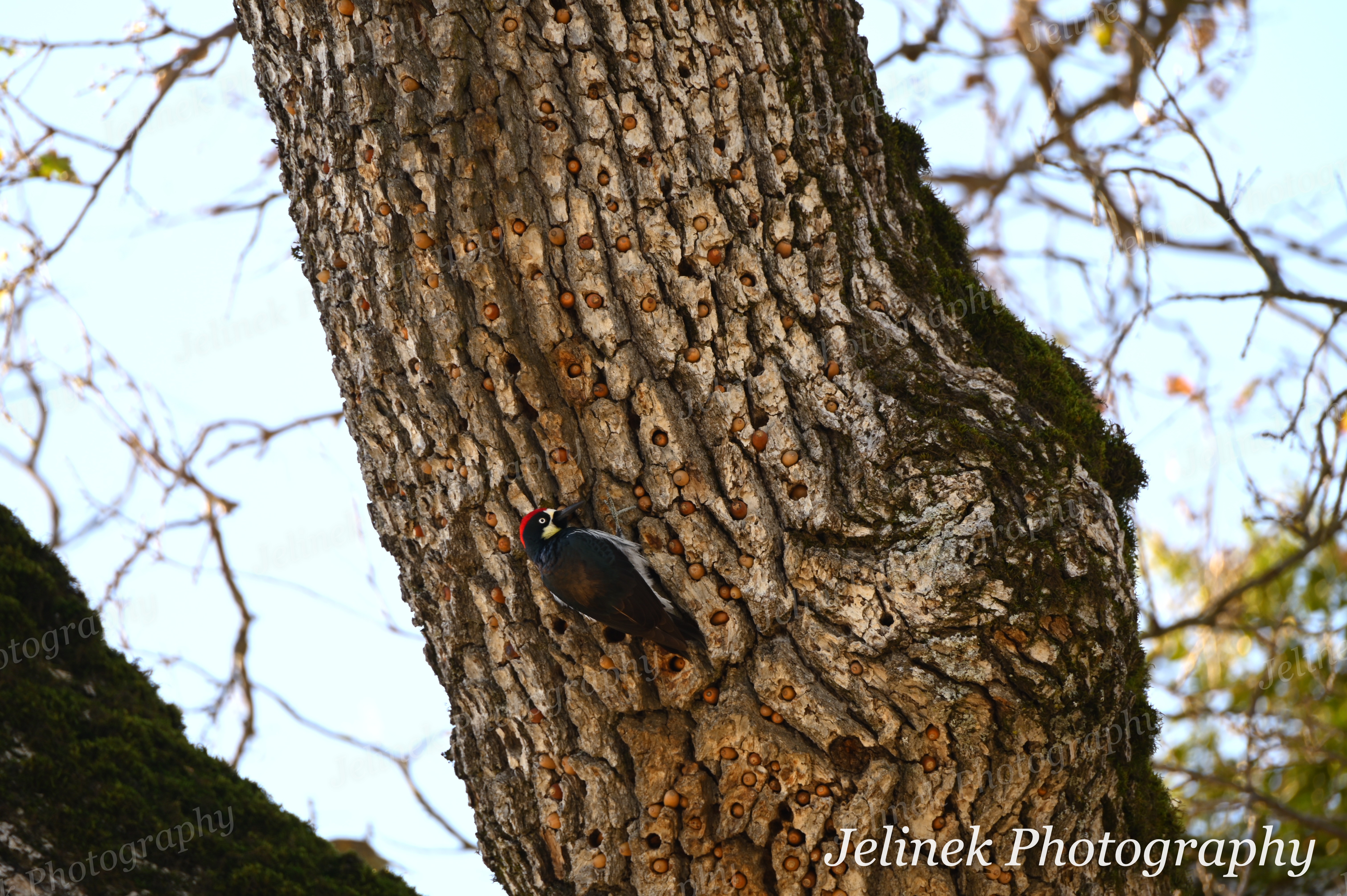 Acorn Woodpecker #3