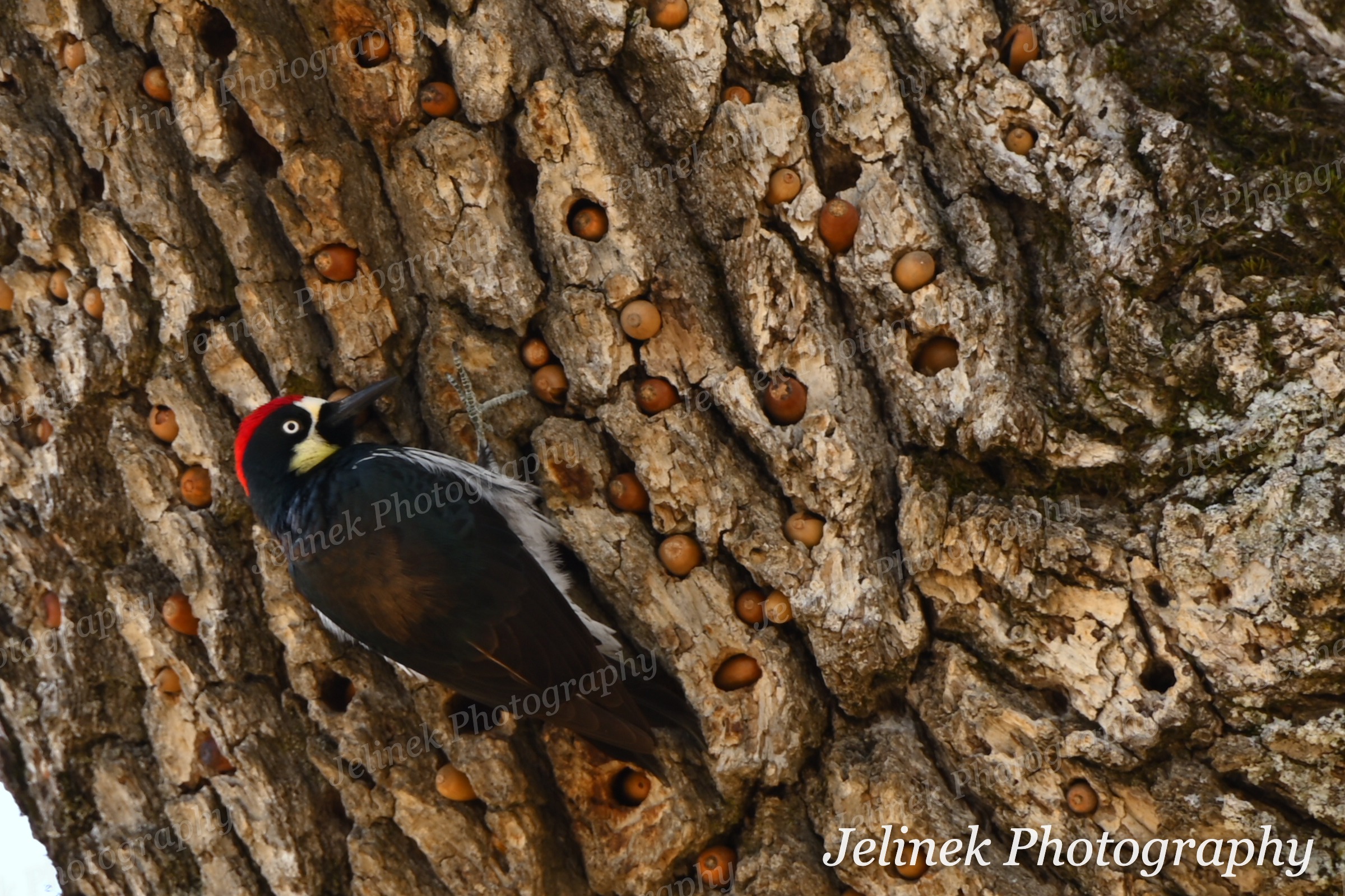 Acorn Woodpecker #14