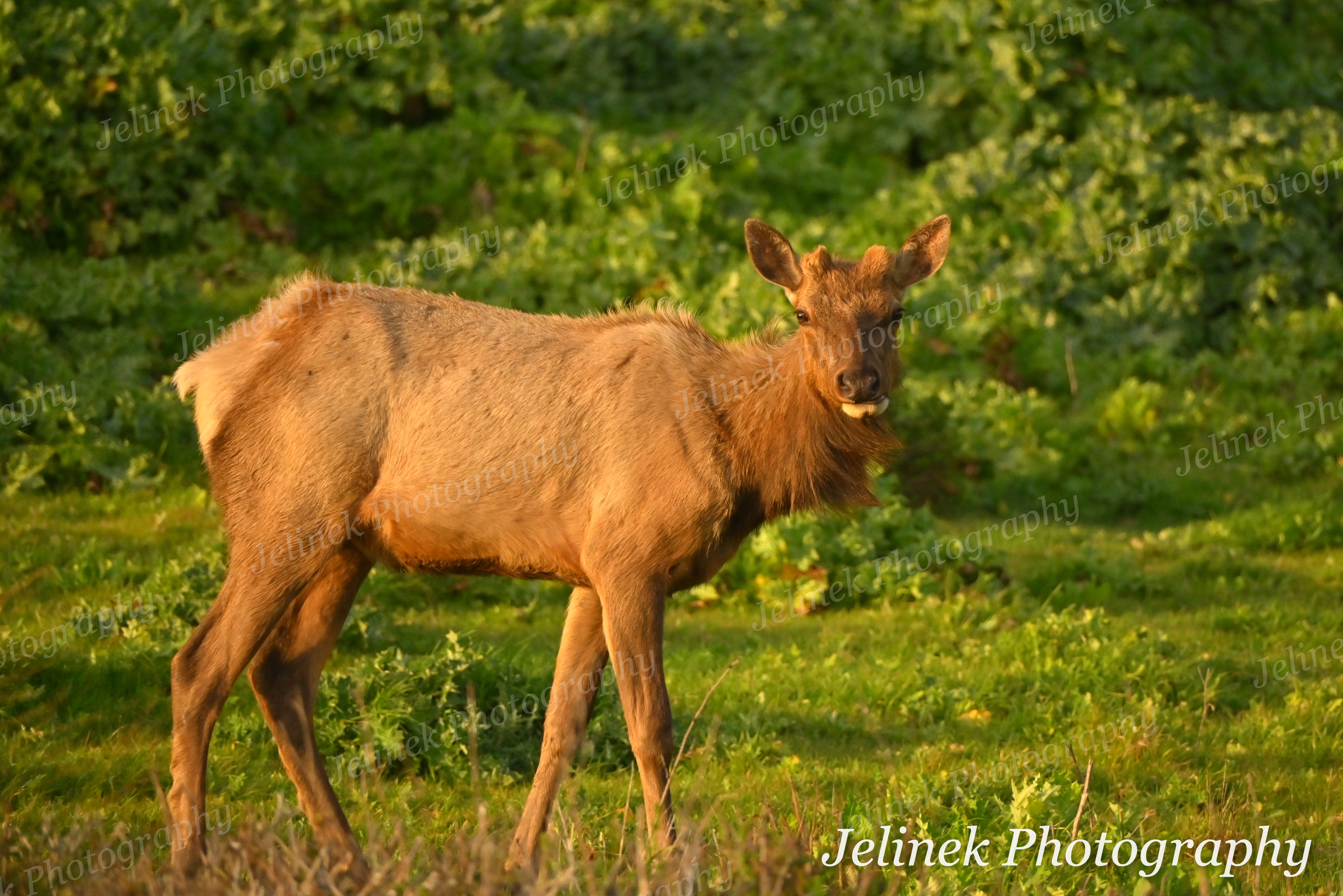 Tule Elk #8