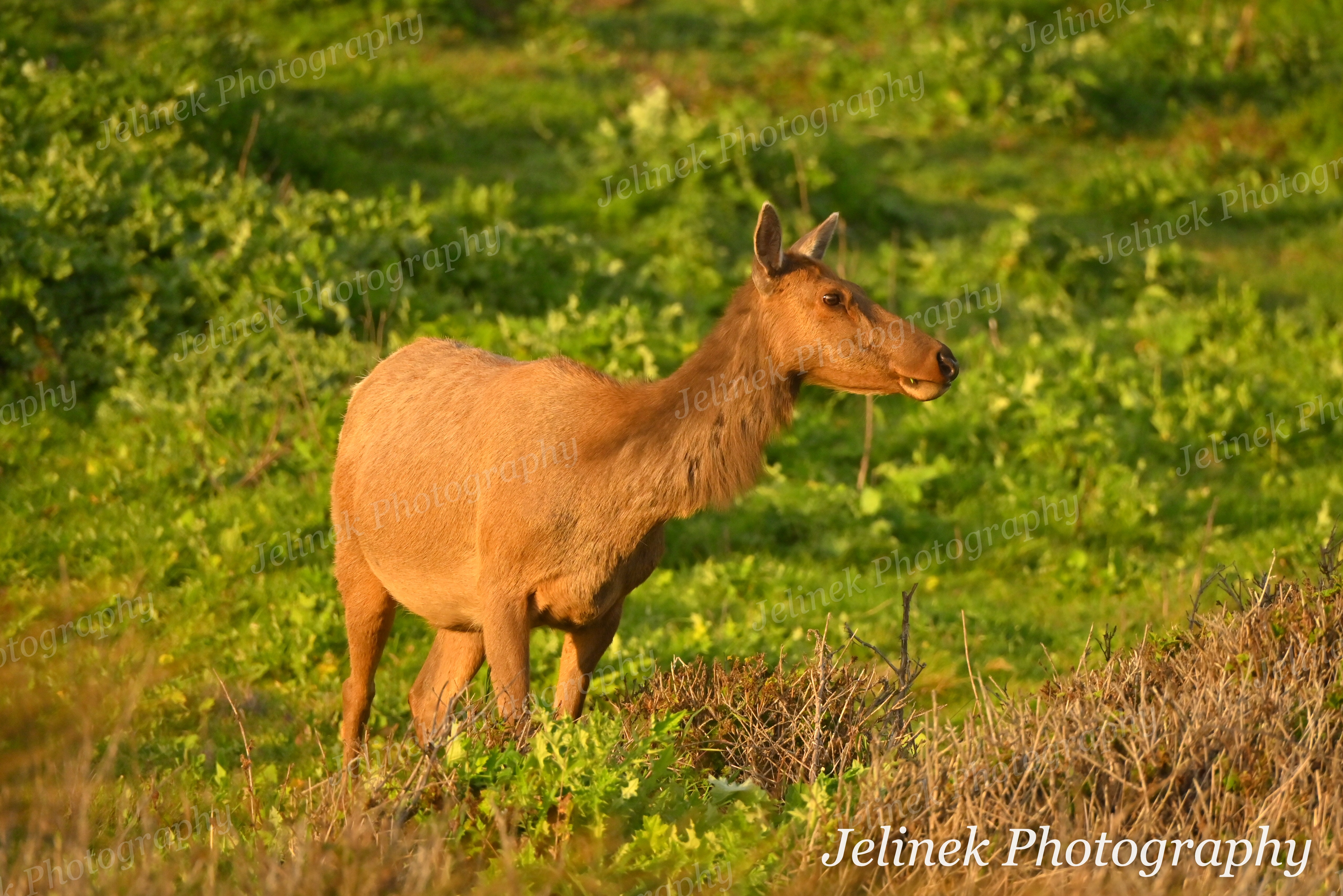 Tule Elk #6