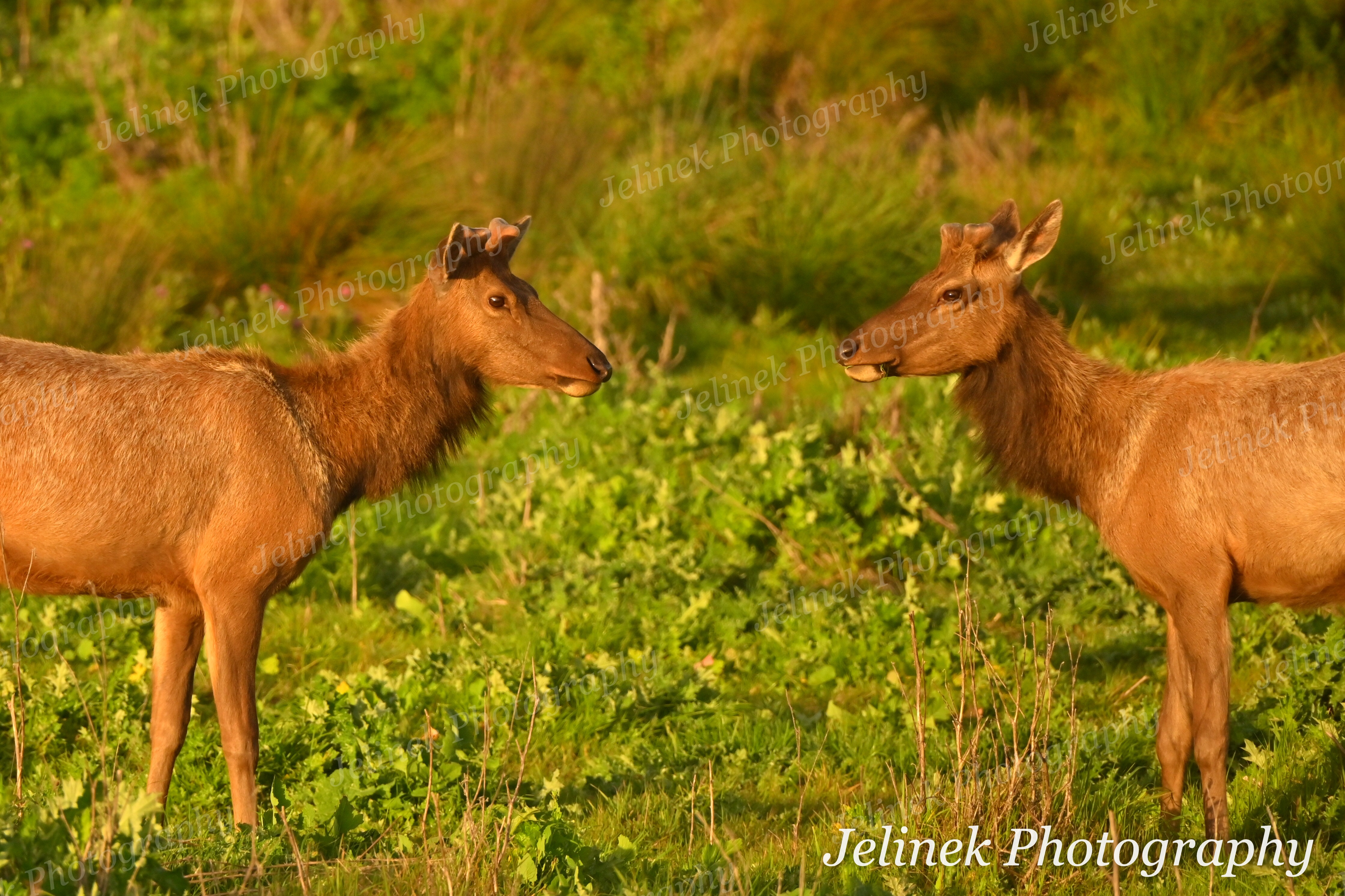 Tule Elk #7