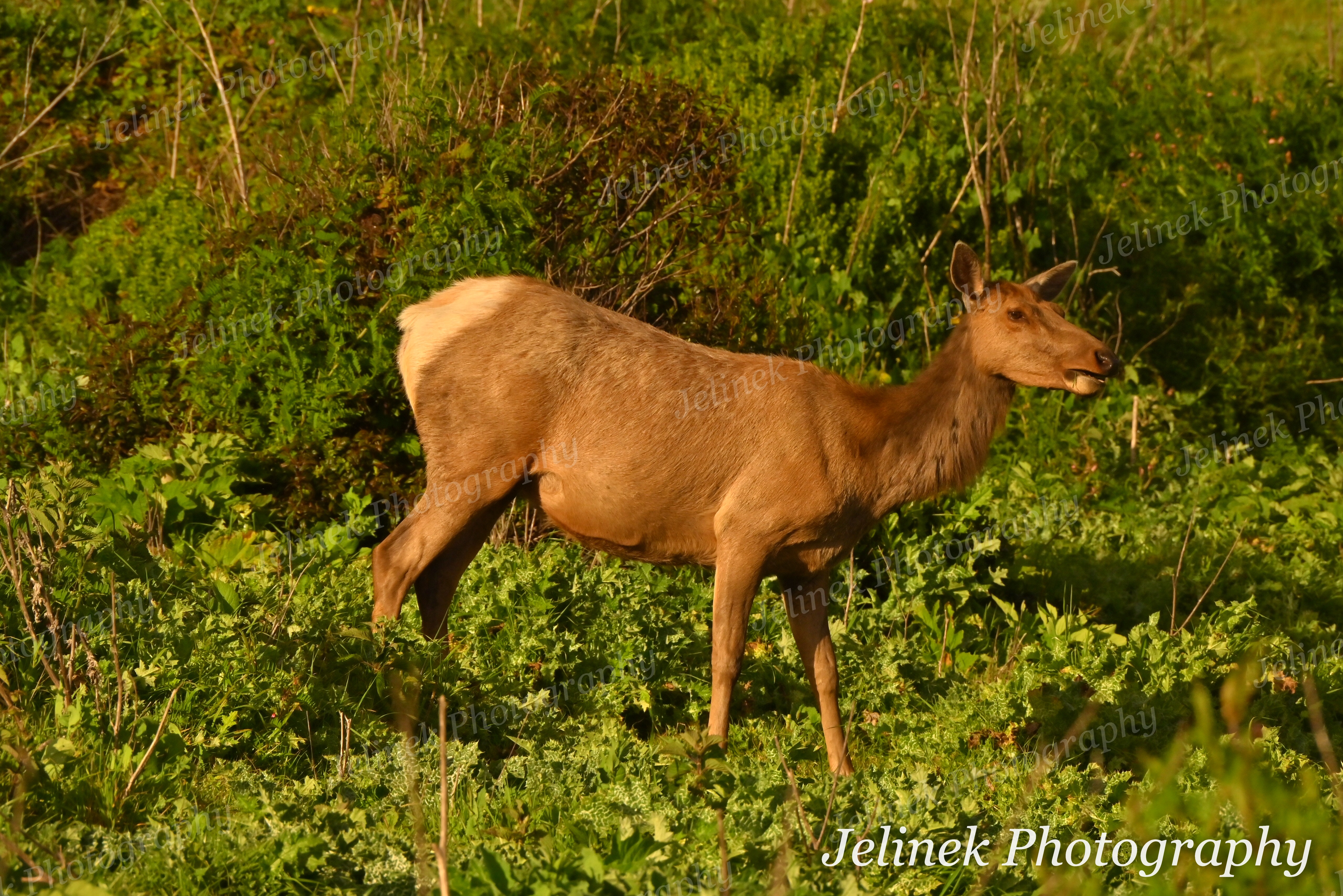 Tule Elk #5