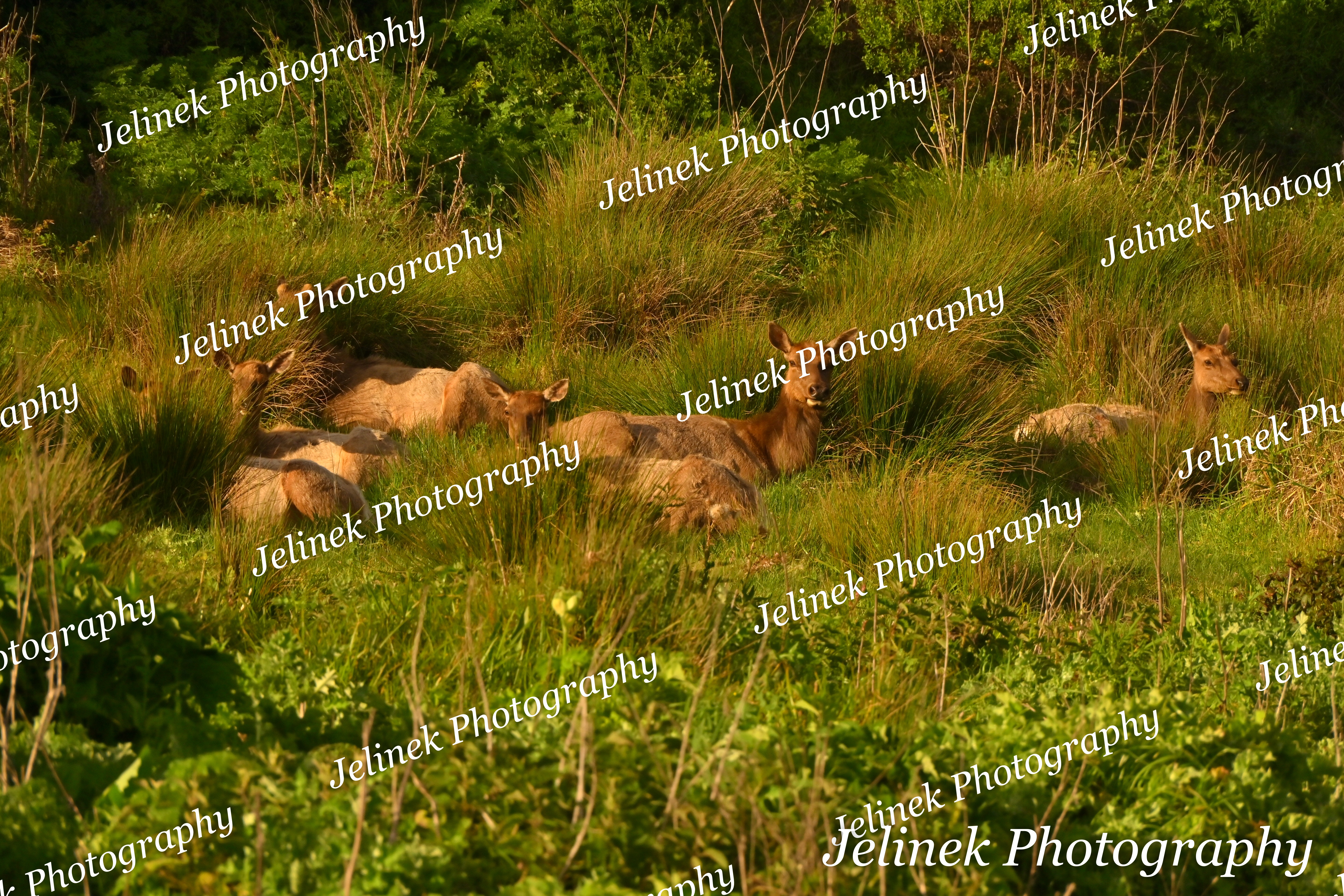 Tule Elk #4