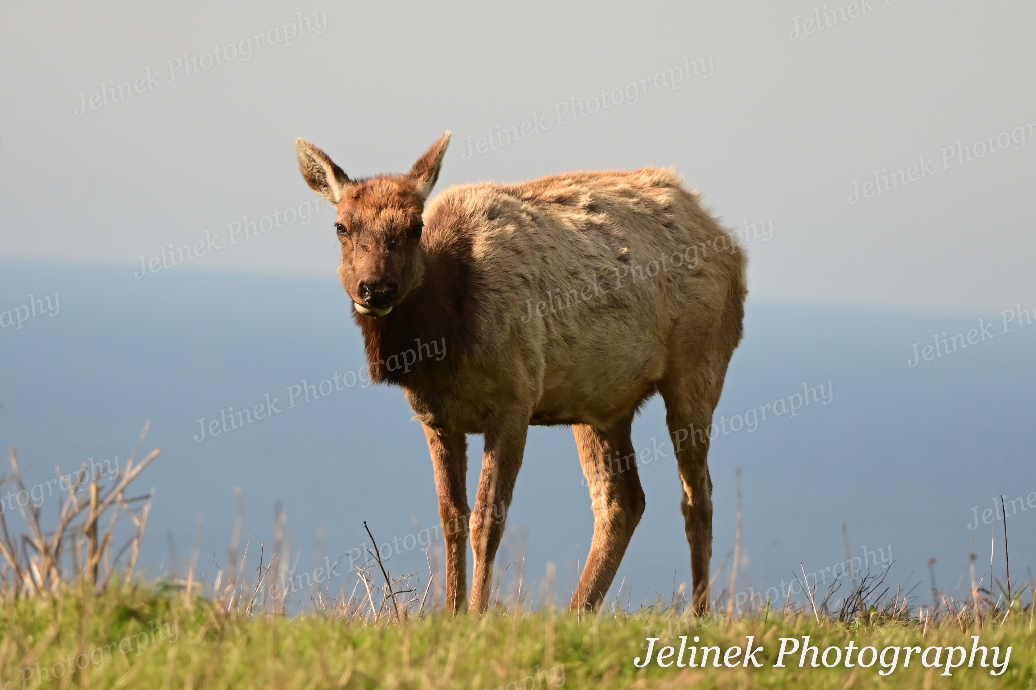 Tule Elk #2