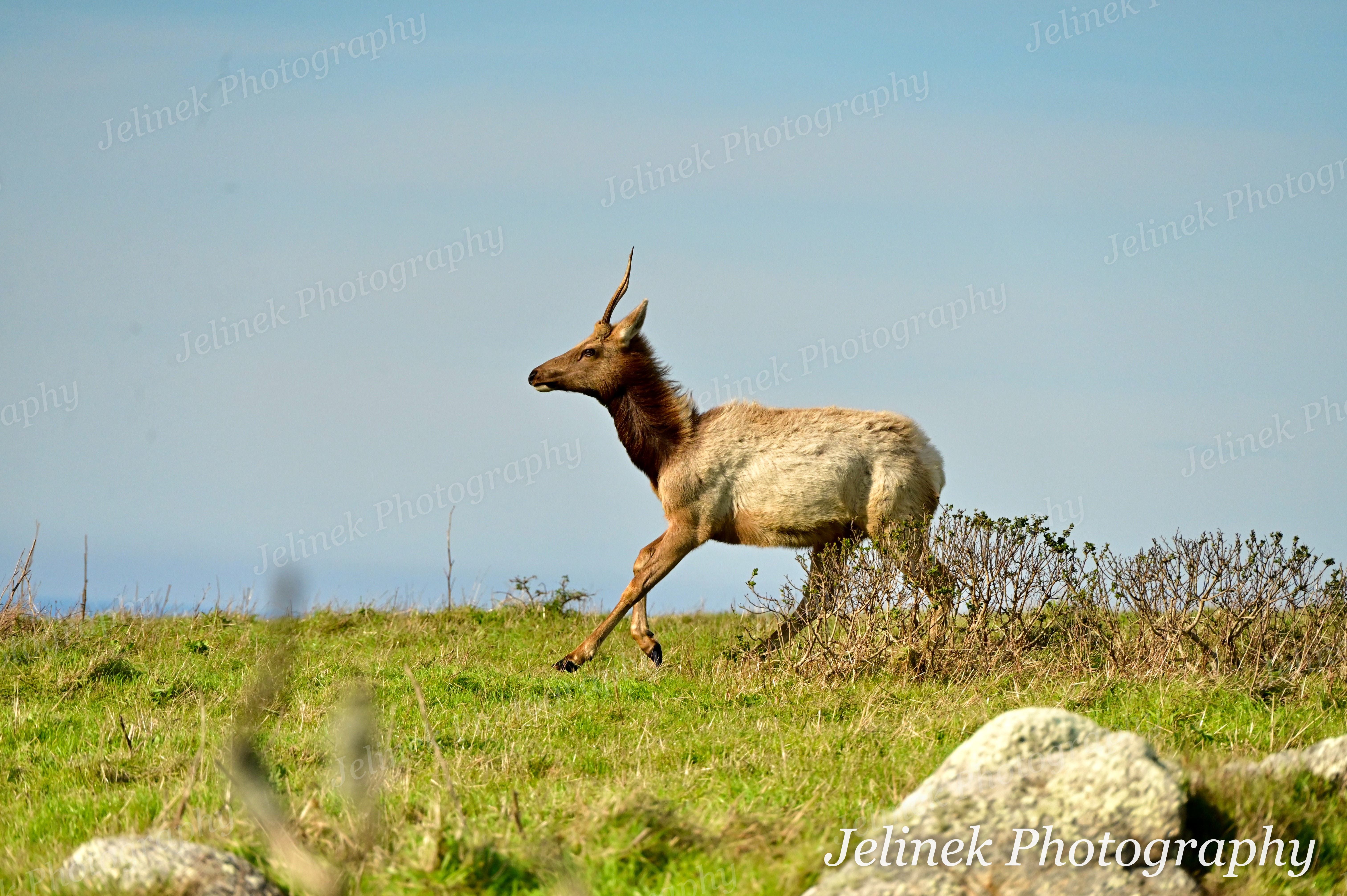 Tule Elk