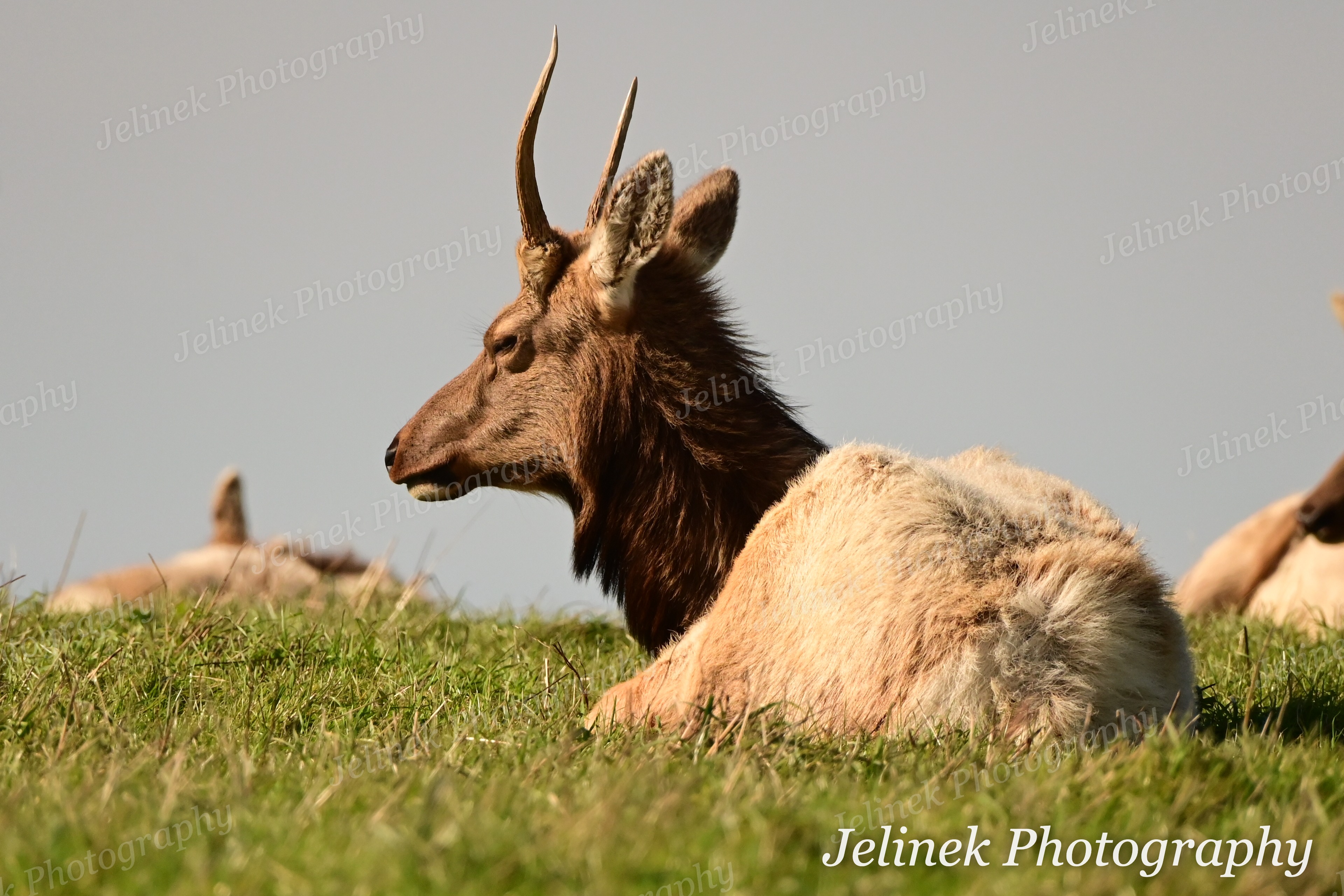 Tule Elk #3