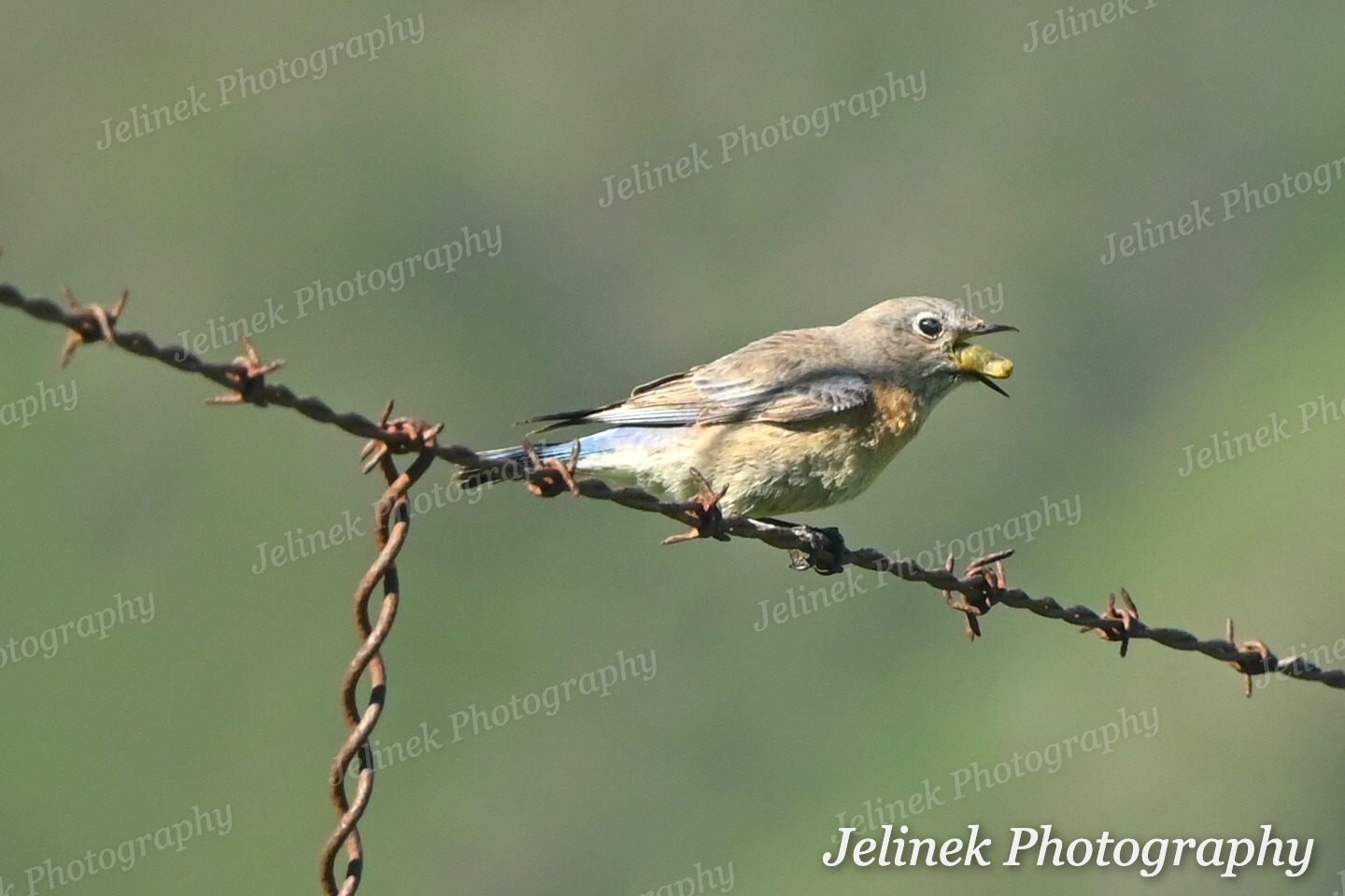 Western Bluebird #8