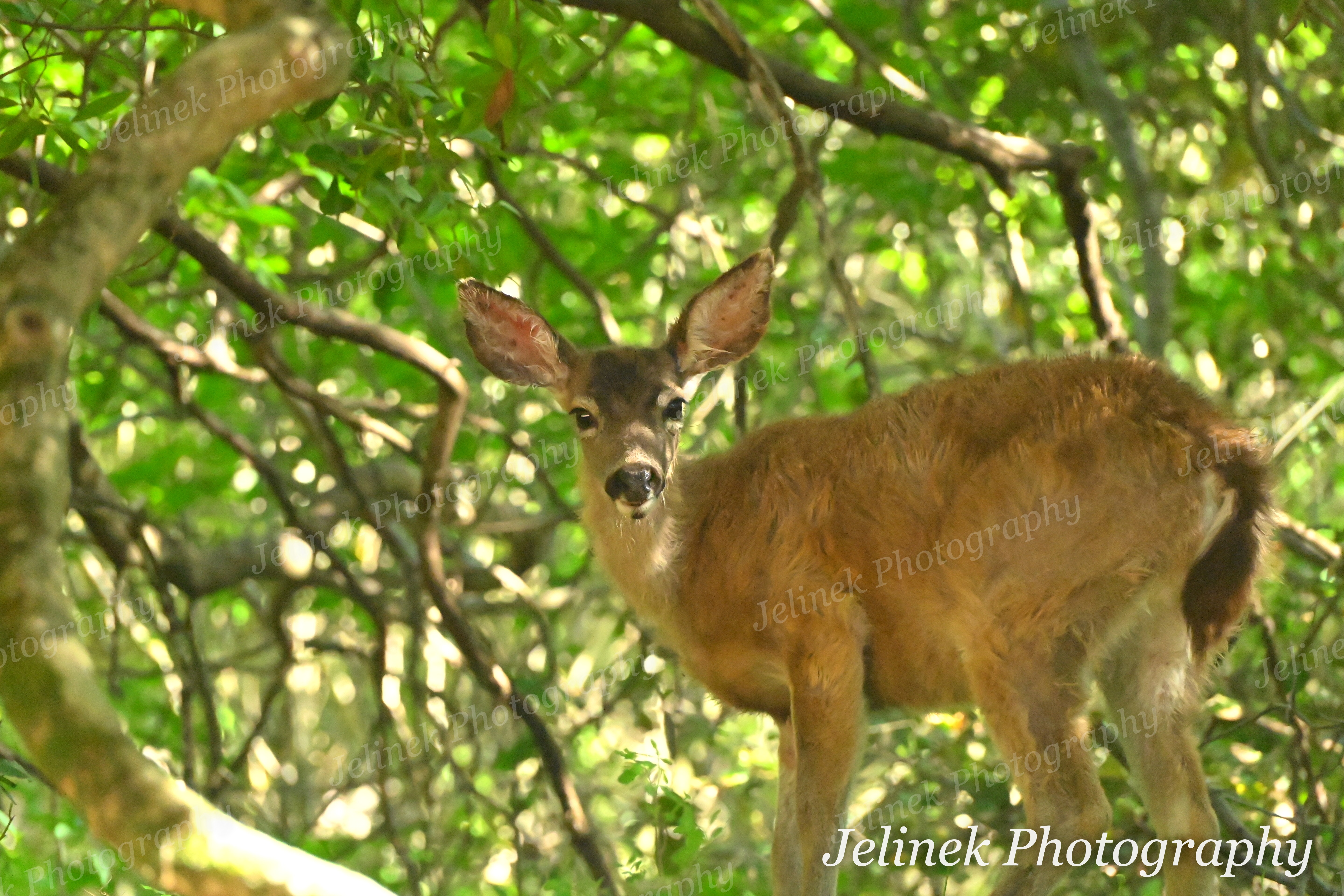 Mule Deer #2