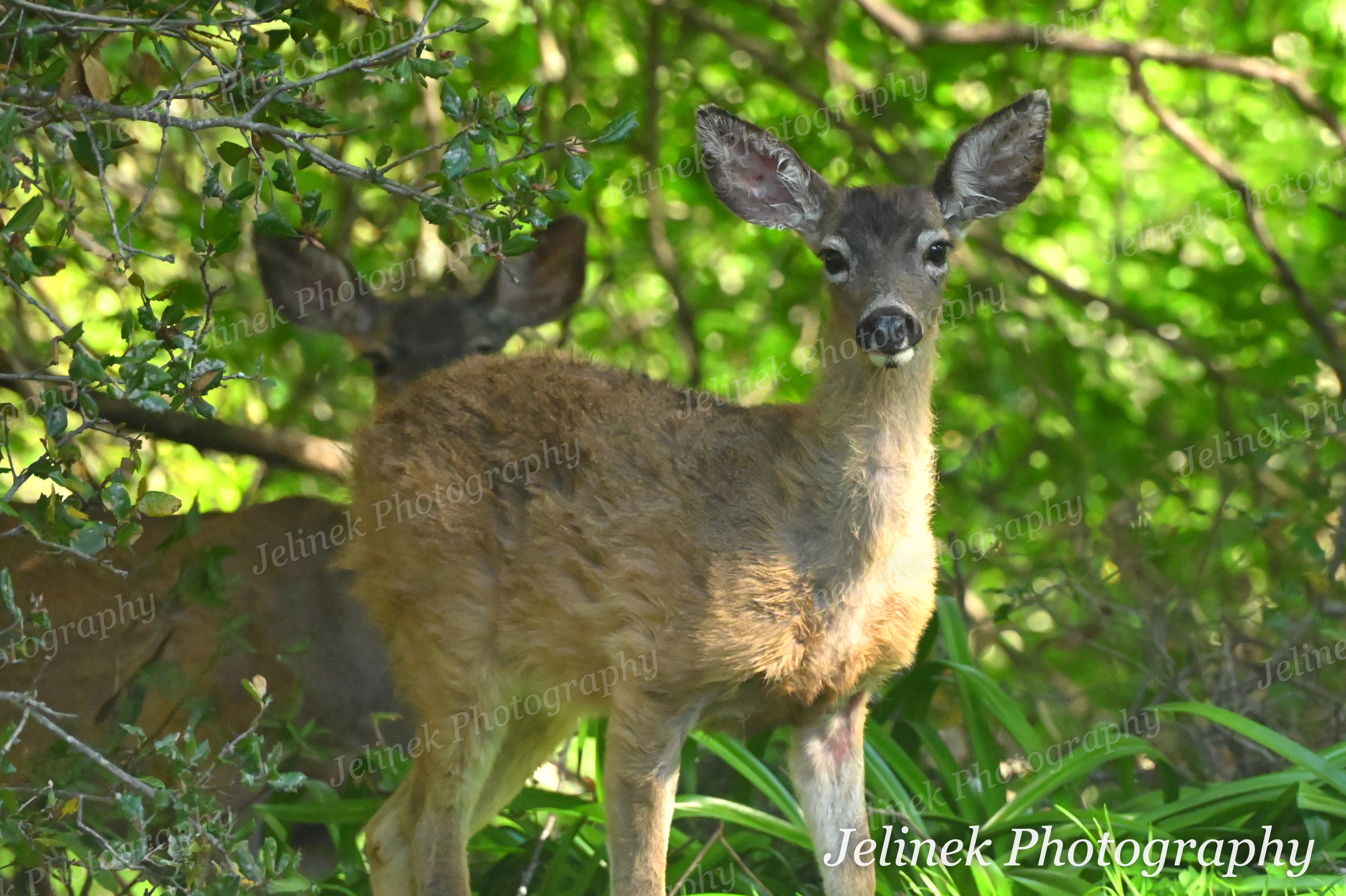 Mule Deer